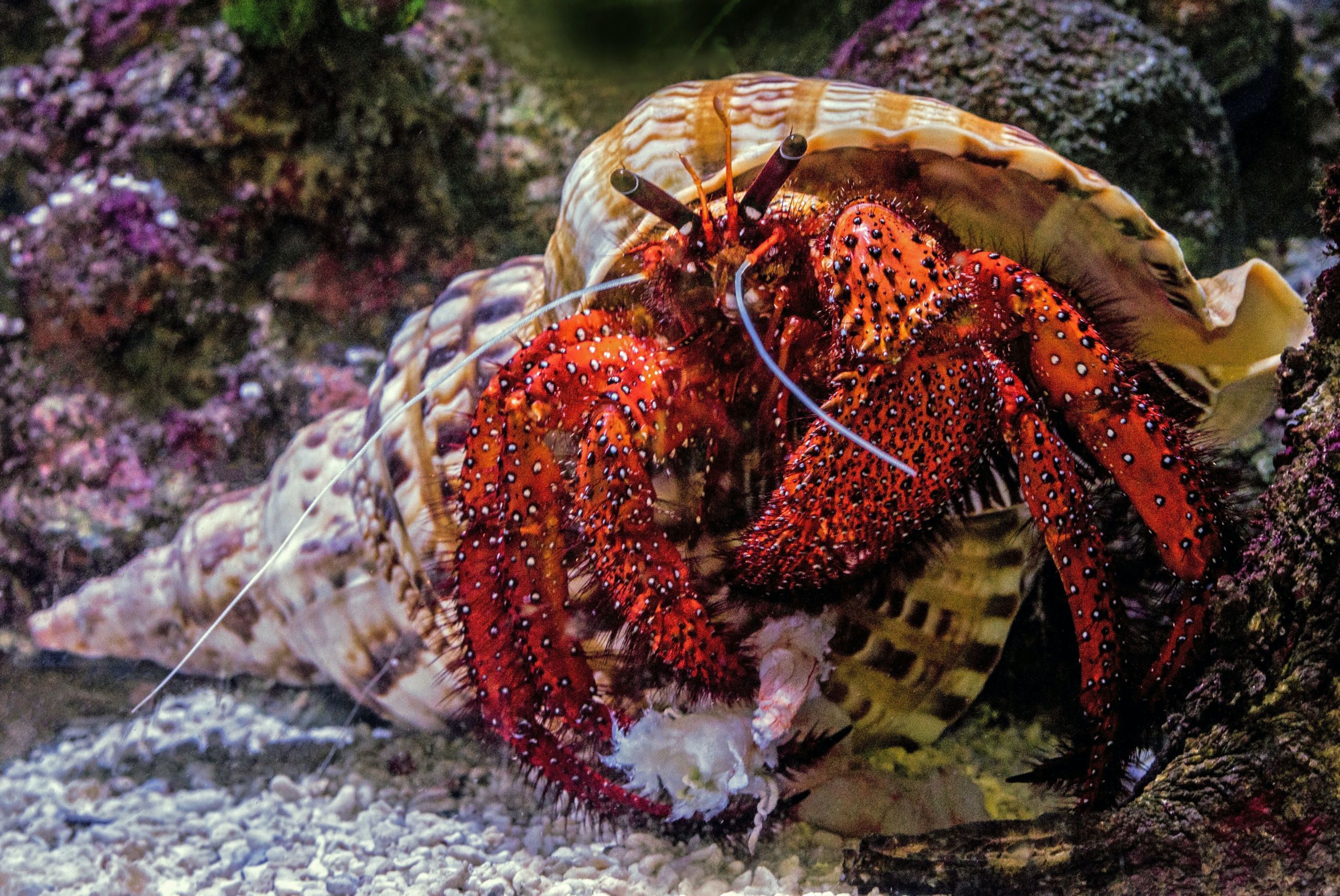 Hermit Crab Raja Ampat Indonesia 
