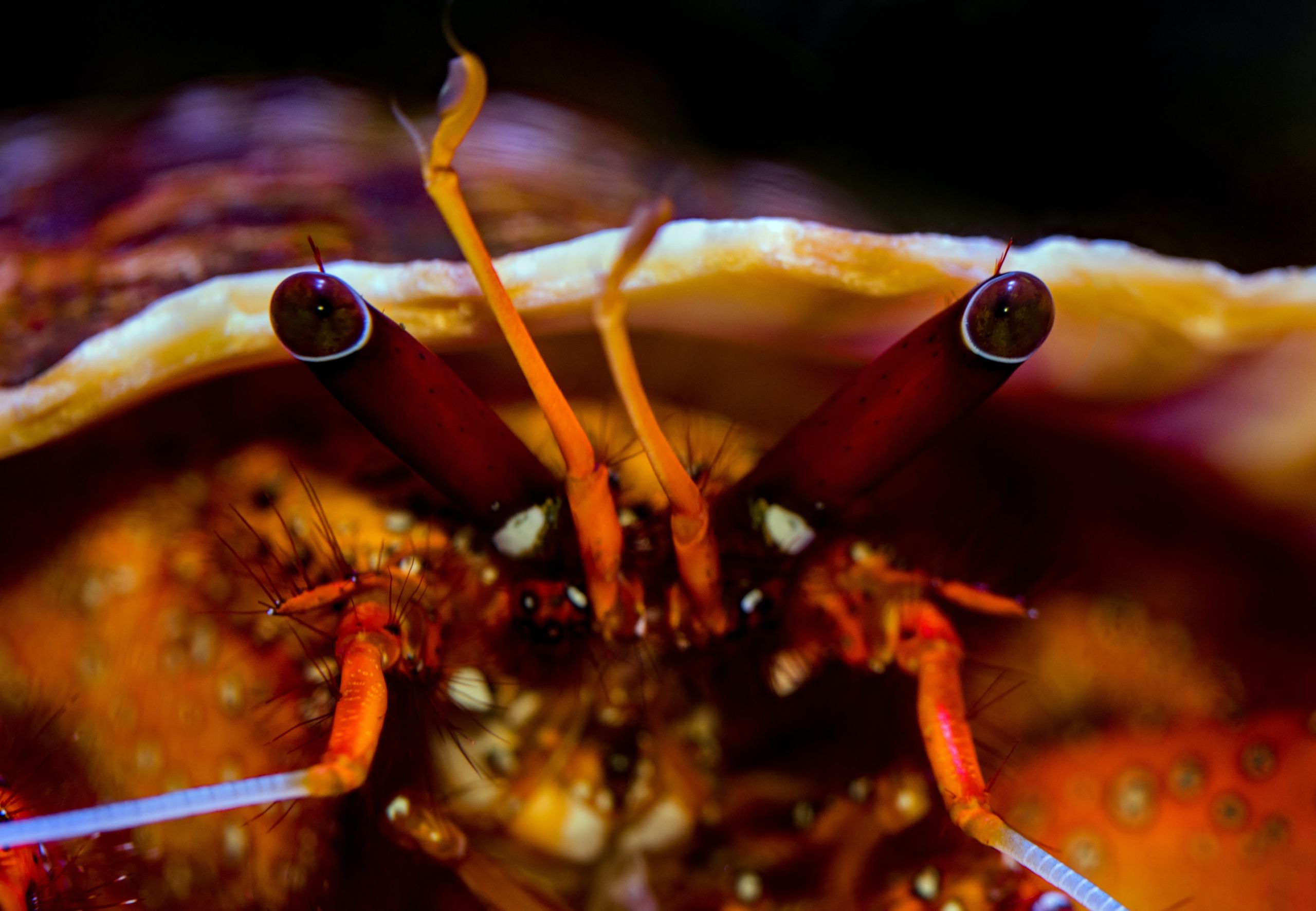 Intriguing Hermit Crabs
