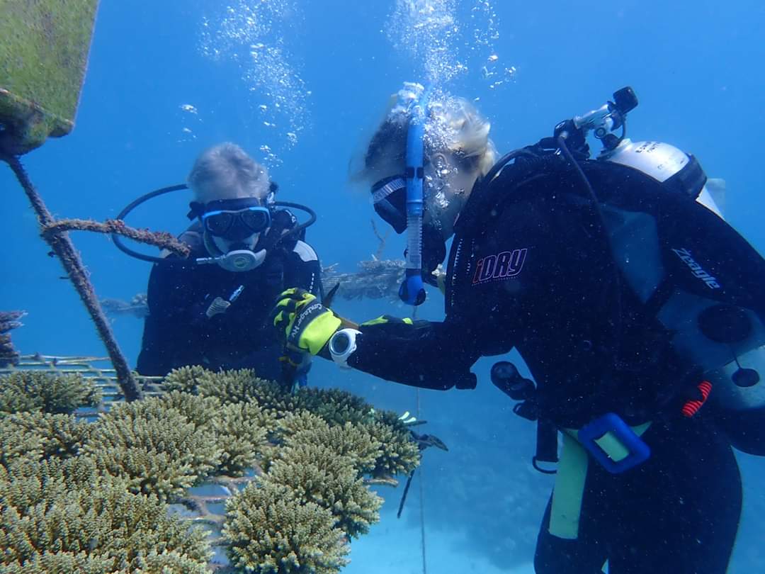 REEF PARTNERSHIP TO PLANT 100,000 CORALS 2 Divers on the Nurseries. Wavelength Reef Cruises