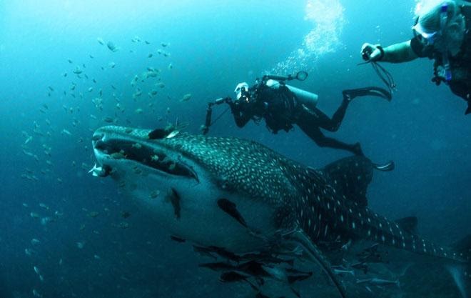 Discover Diving in Sarawak 3 Discover Diving in Sarawak