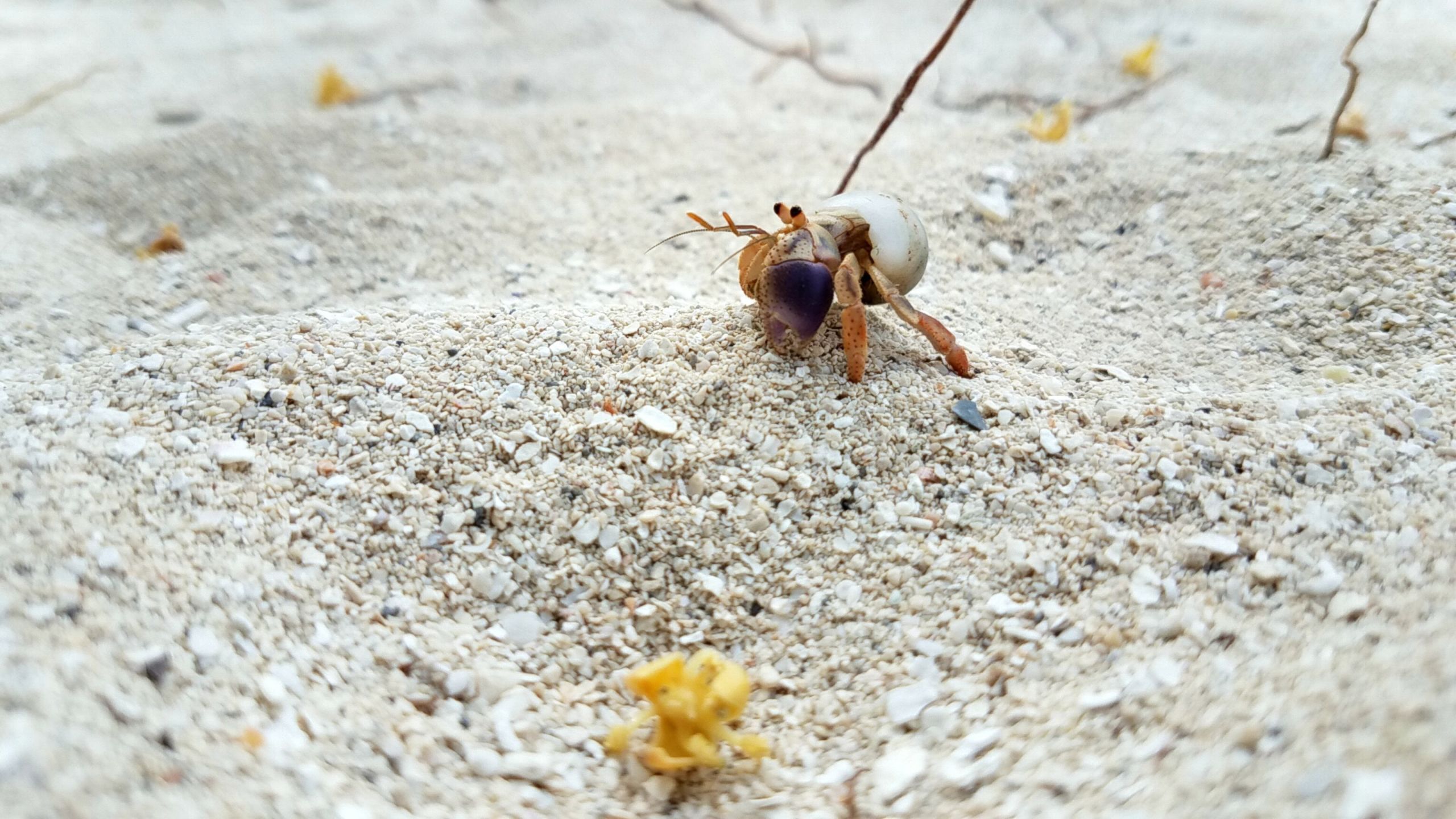 Intriguing Hermit Crabs