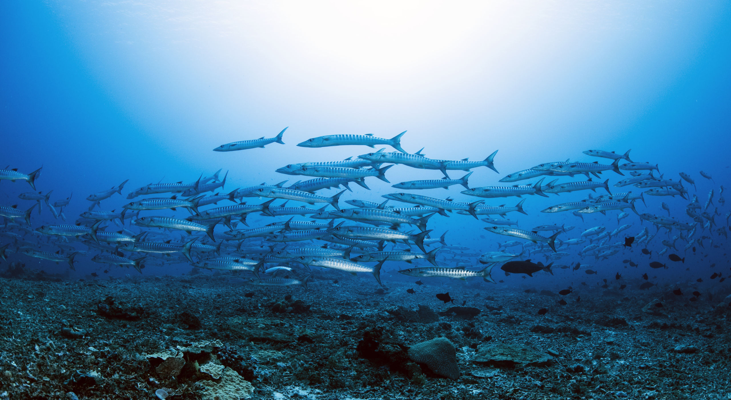 Scuba Diving at Apo Reef National Park 5 School of barracuda by Dyun Depasupil