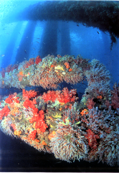 Discover Diving in Sarawak 9 Discover Diving in Sarawak