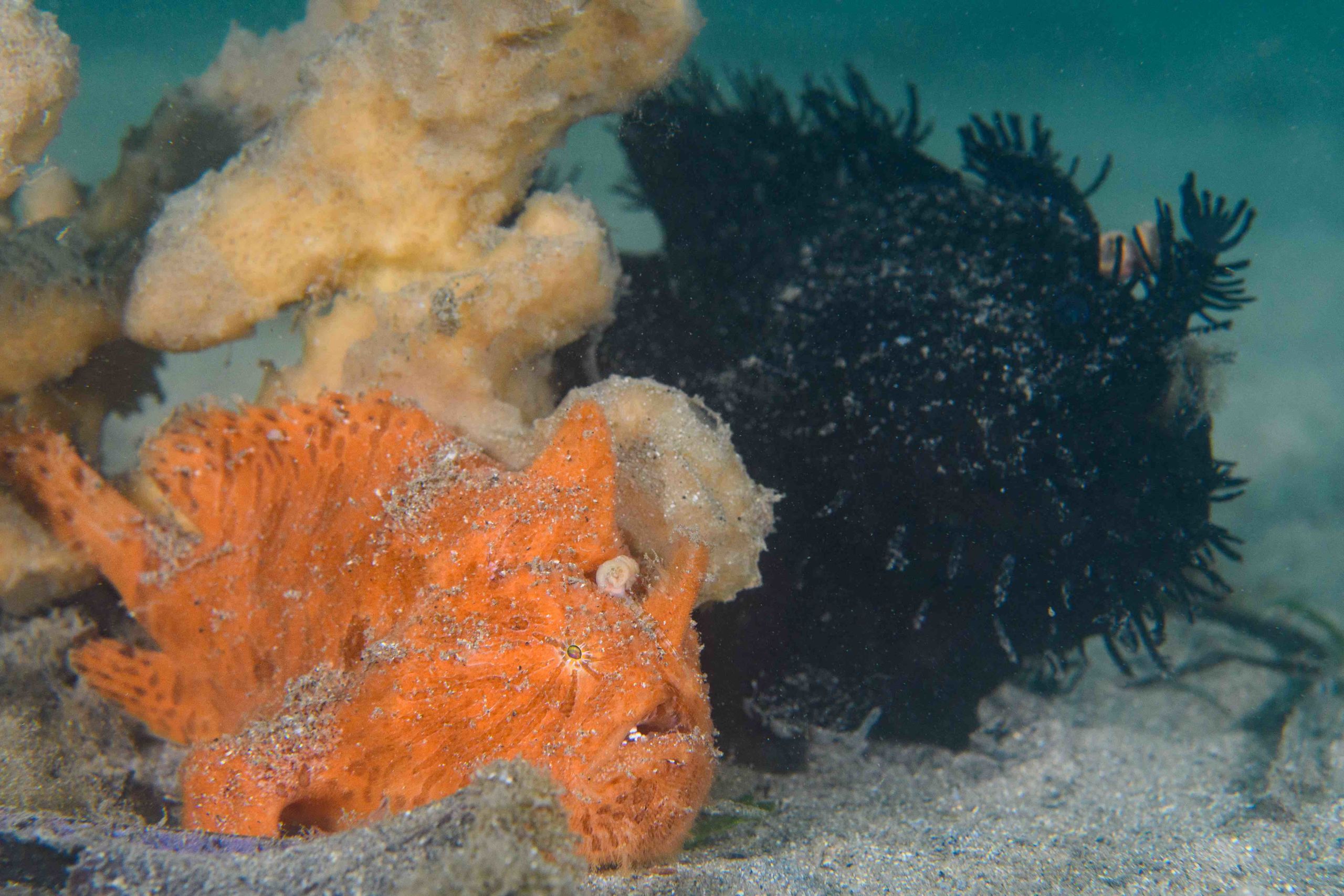 A challenging scene to expose. I didn’t have a snoot that day and expose the scene homogeneously. I chose to prioritize the foreground anglerfish, meaning the black anglerfish is under-exposed.