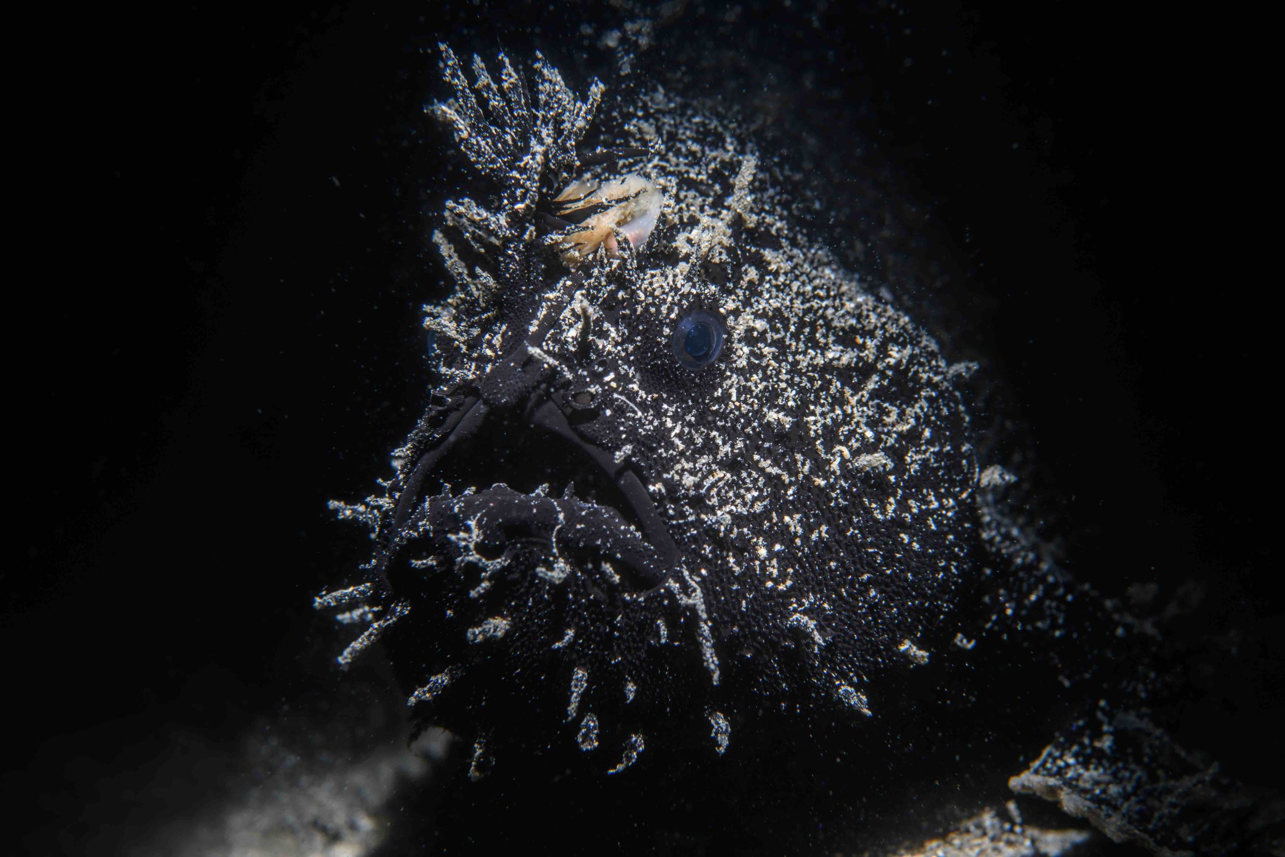 Night shot Clifton Garden’s shallow black angler. Nikon D500 with Nikon 60mm macro, one Backscatter MF-1 flash+snoot.