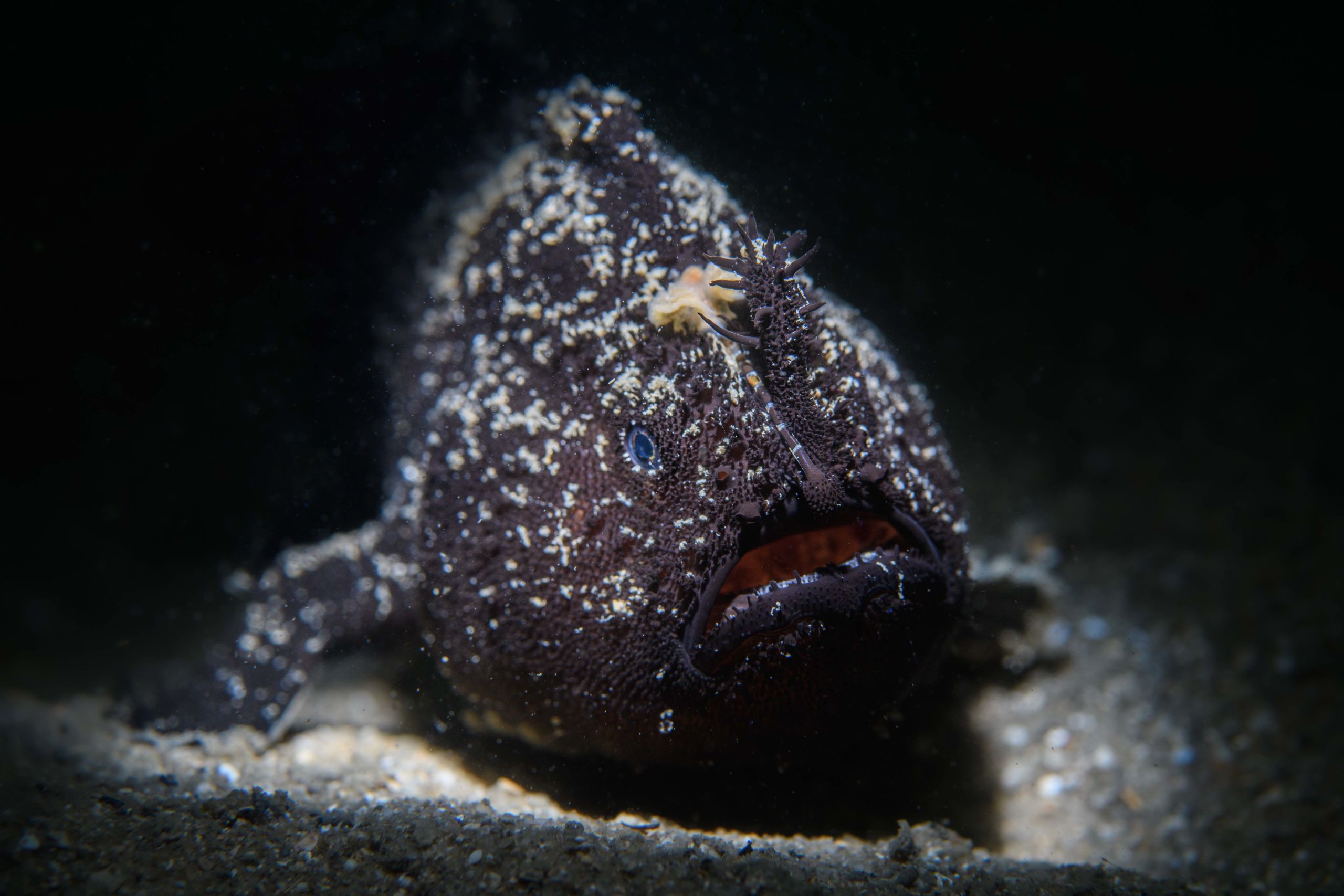 Day shot Clifton Garden’s deeper black angler. Nikon D500 with Nikon 60mm macro, one Backscatter MF-1 flash+snoot.