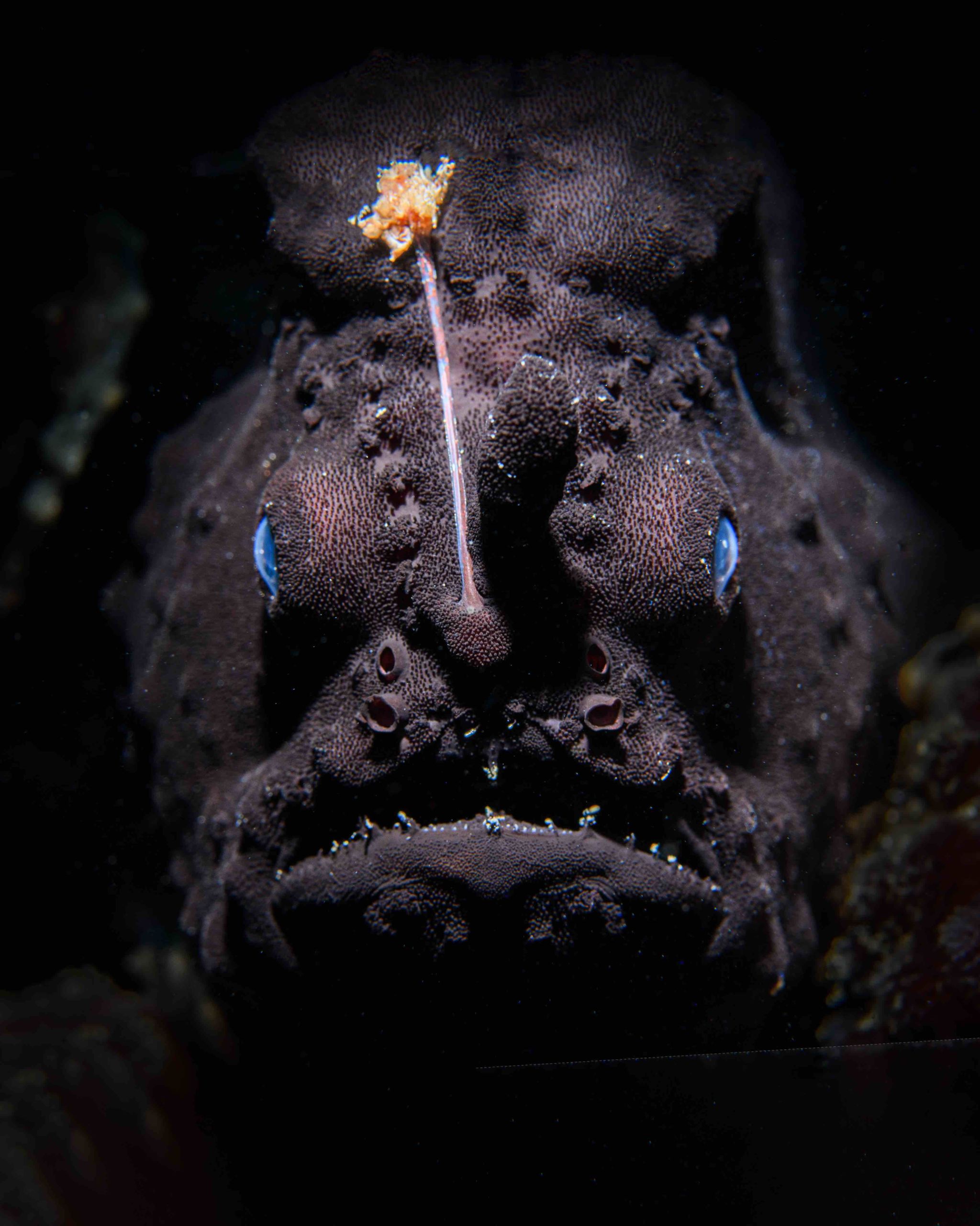 Day shot Clifton Garden’s deeper black angler. Nikon D500 with Nikon 60mm macro, one Backscatter MF-1 flash+snoot.