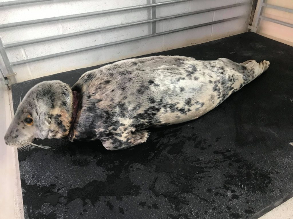 BDMLR rescue stricken seal trapped on rocks 3 BDMLR