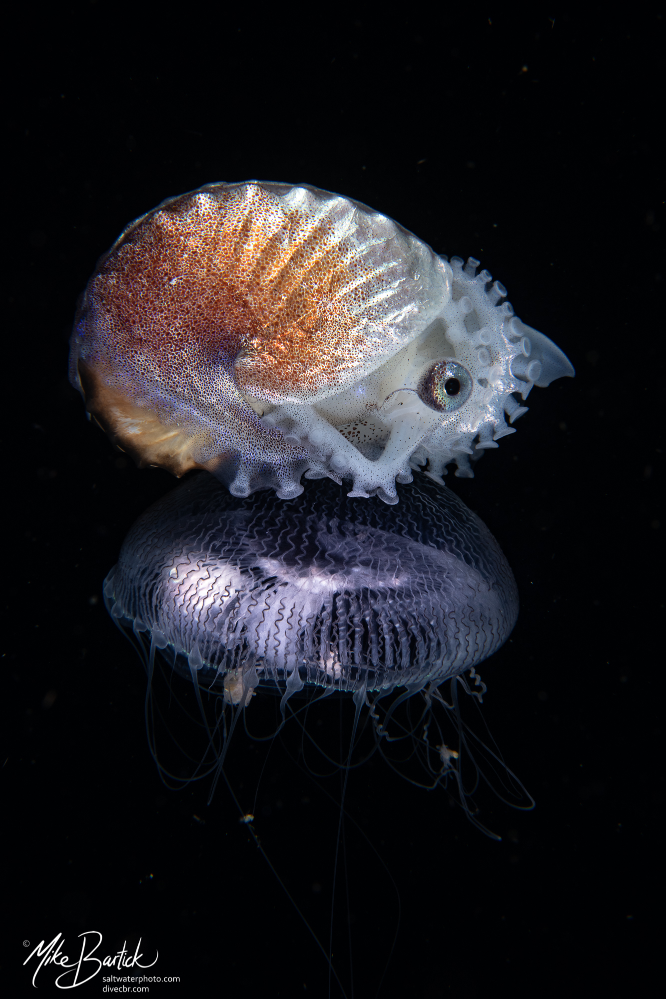 The Blackwater World: Jack and Jelly a Curious Relationship 8 The Blackwater World: Jack and Jelly a Curious Relationship