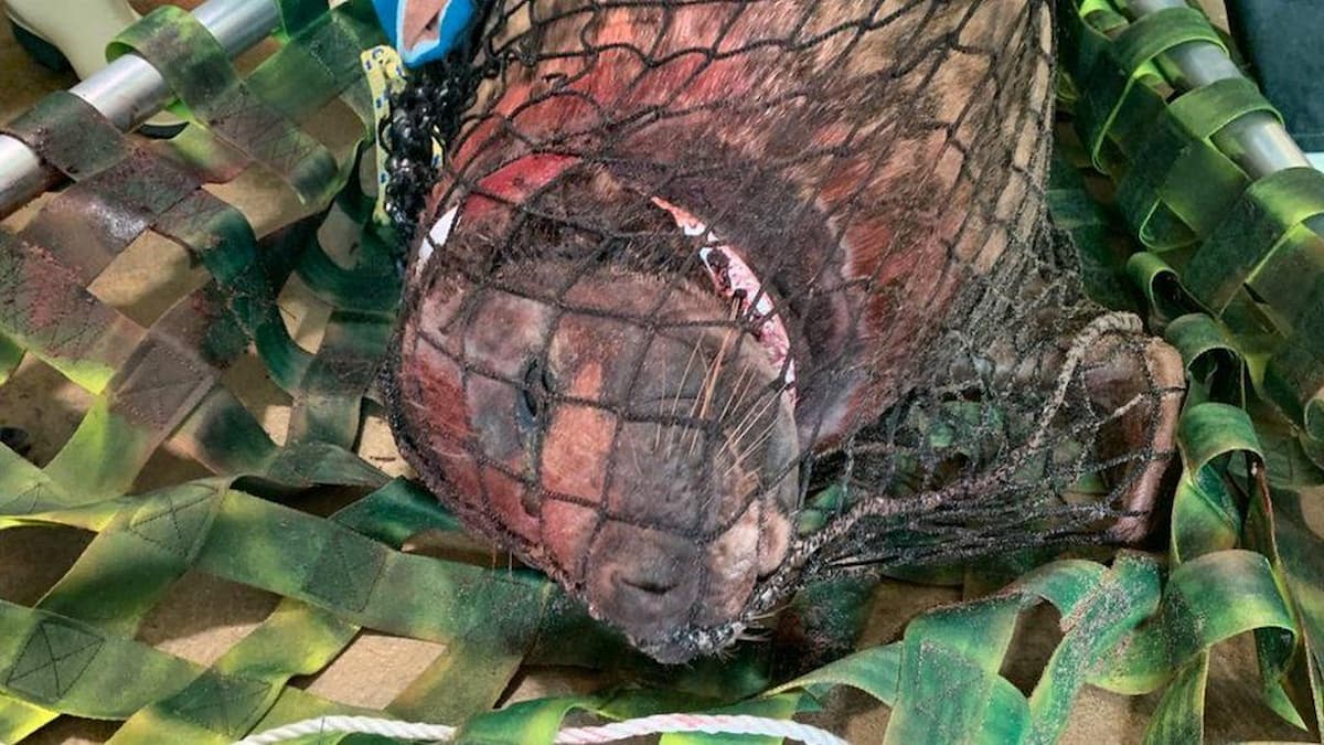 A seal nicknamed Mrs Vicar after the white plastic ring stuck around its neck