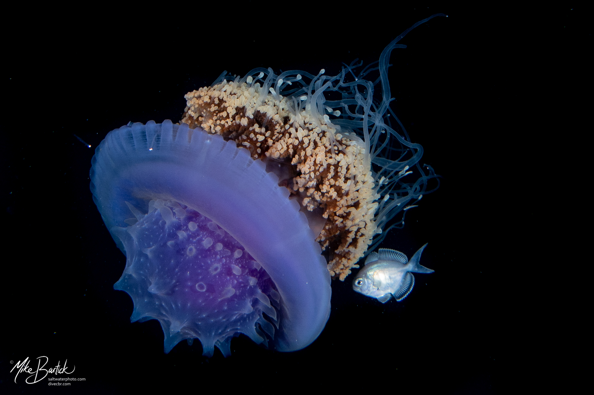 The Blackwater World: Jack and Jelly a Curious Relationship 4 The Blackwater World: Jack and Jelly a Curious Relationship