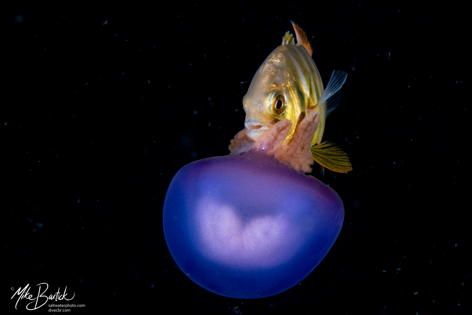 The Blackwater World: Jack and Jelly a Curious Relationship 1 The Blackwater World: Jack and Jelly a Curious Relationship