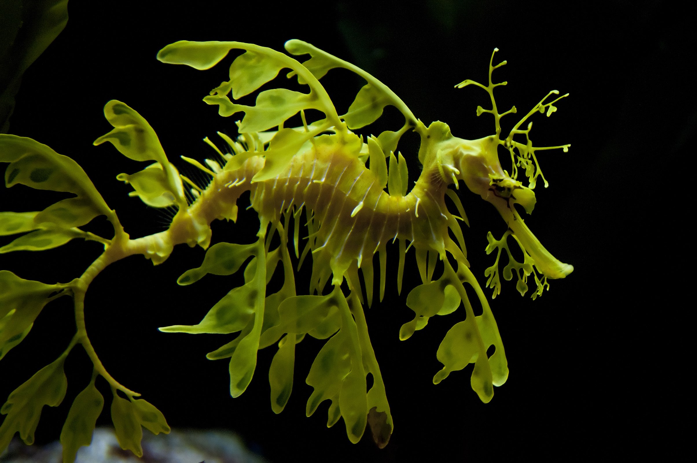 Australias Best 6 BIG Marine Encounters