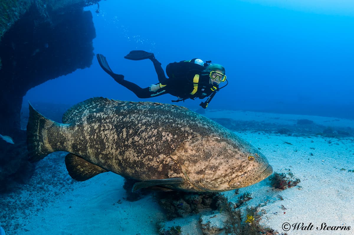 Floridas Goliath grouper