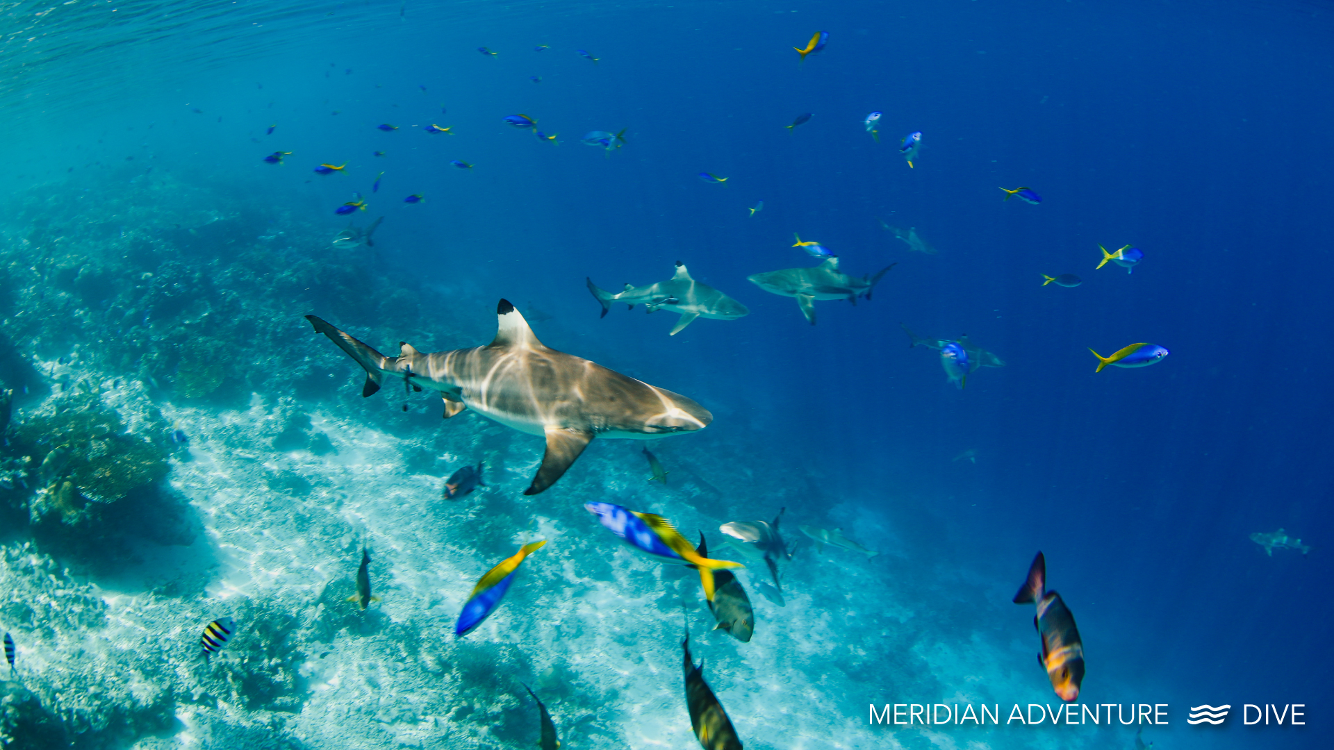 Sharks of Raja Ampat