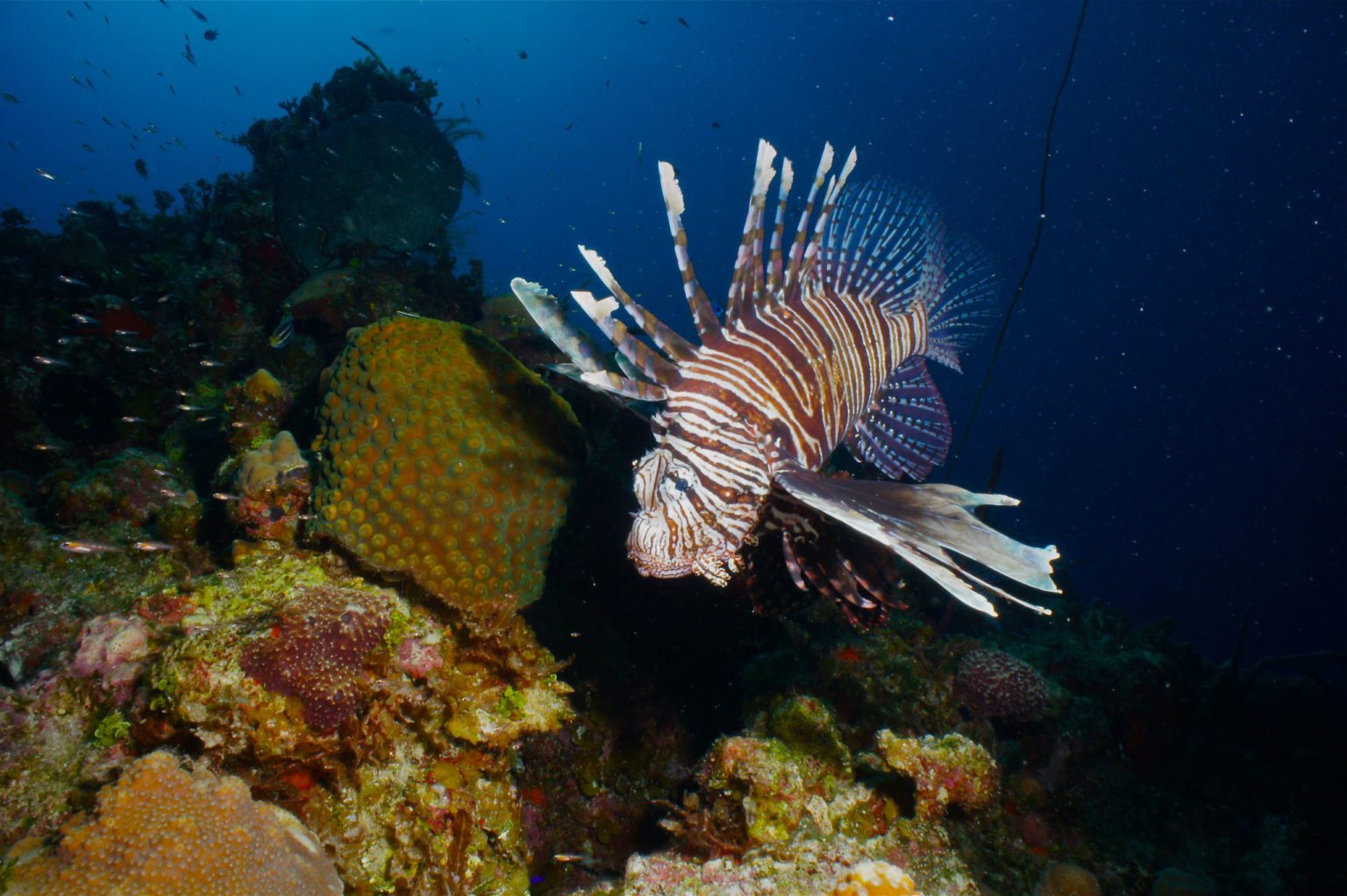 Lionfish