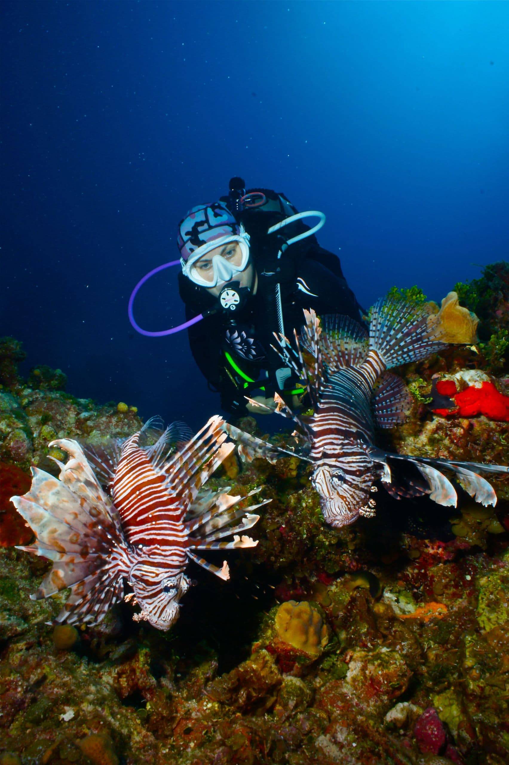 Lionfish have invaded the Caribbean