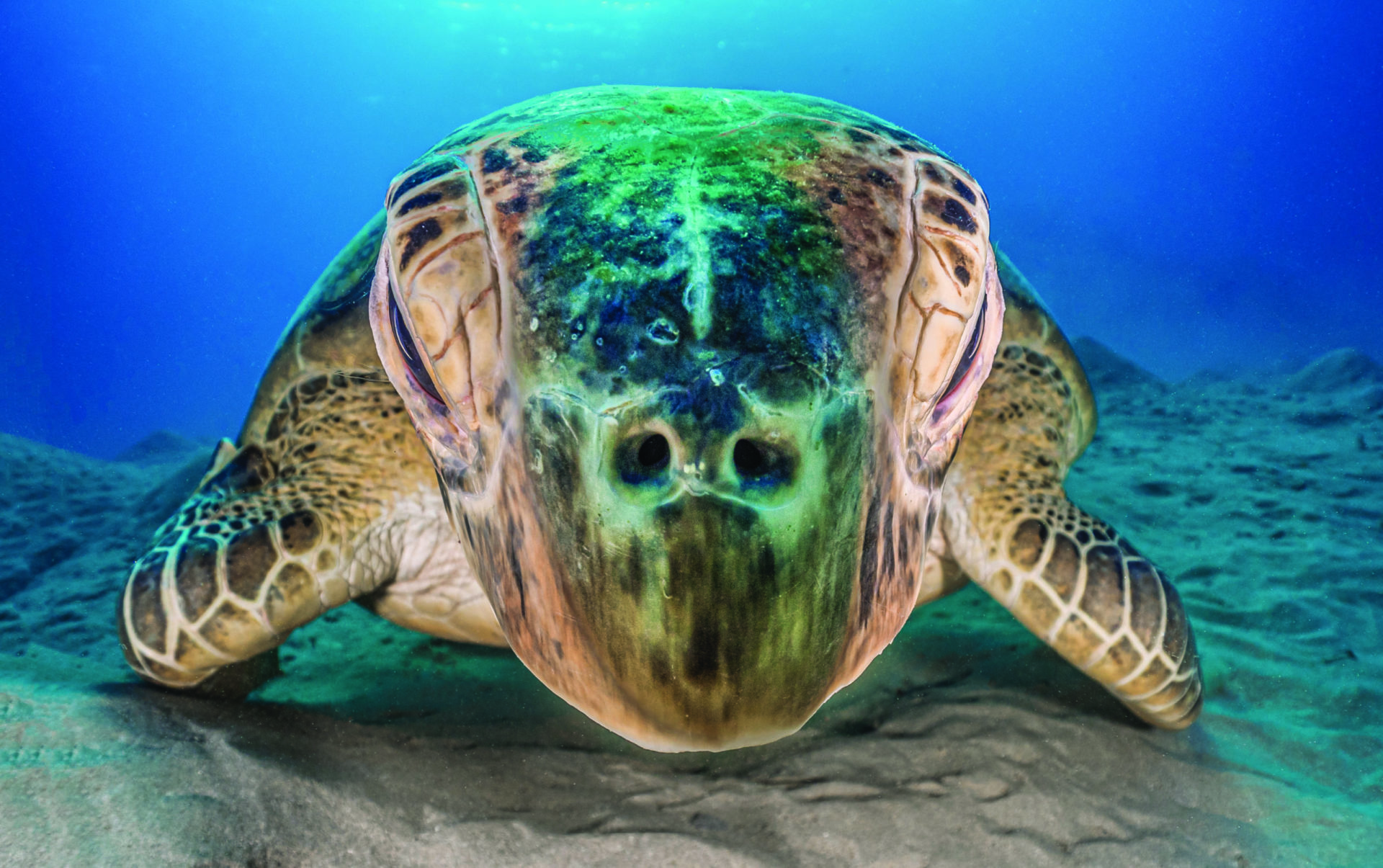 Australias Best 6 BIG Marine Encounters