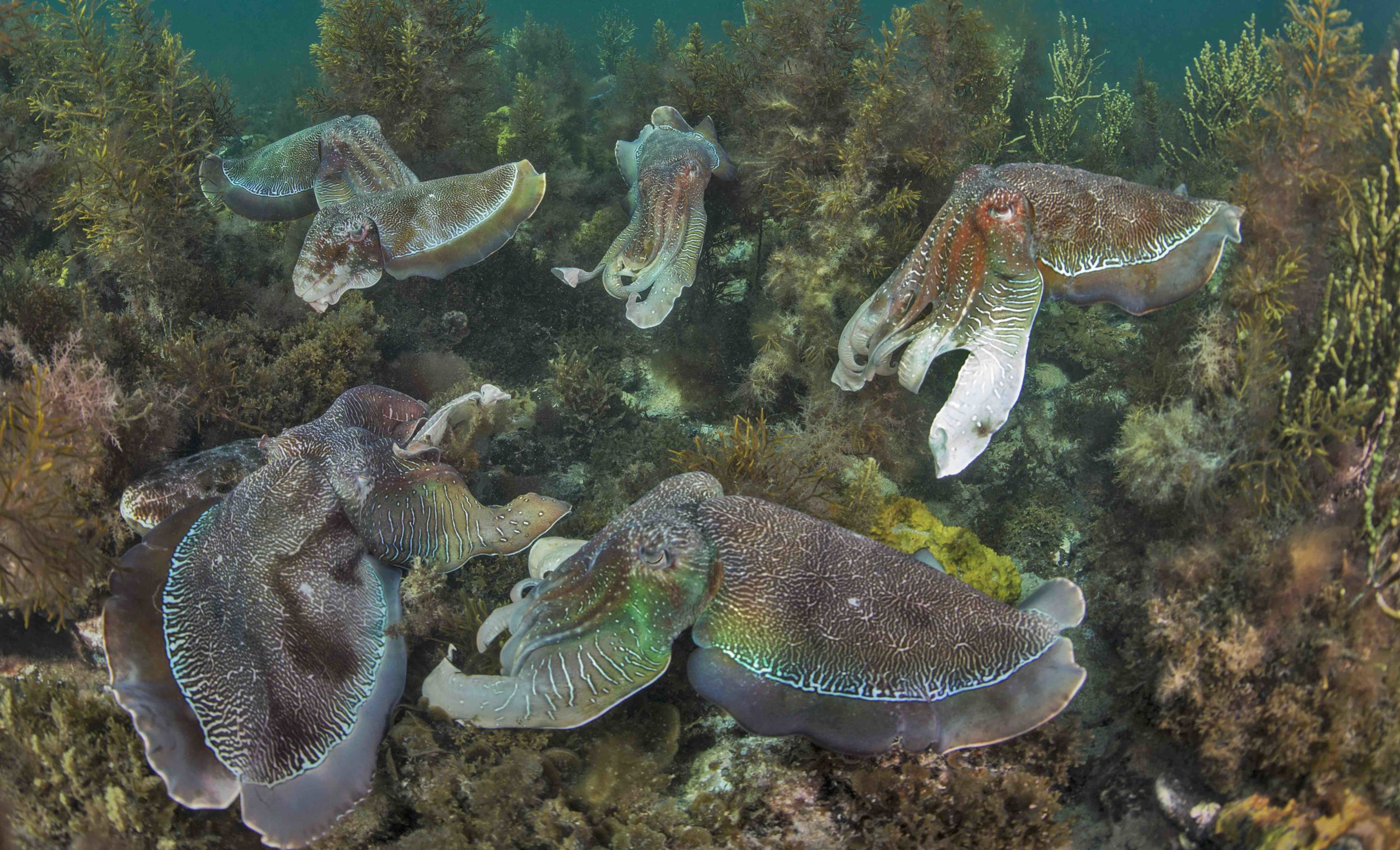 Australias Best 6 BIG Marine Encounters