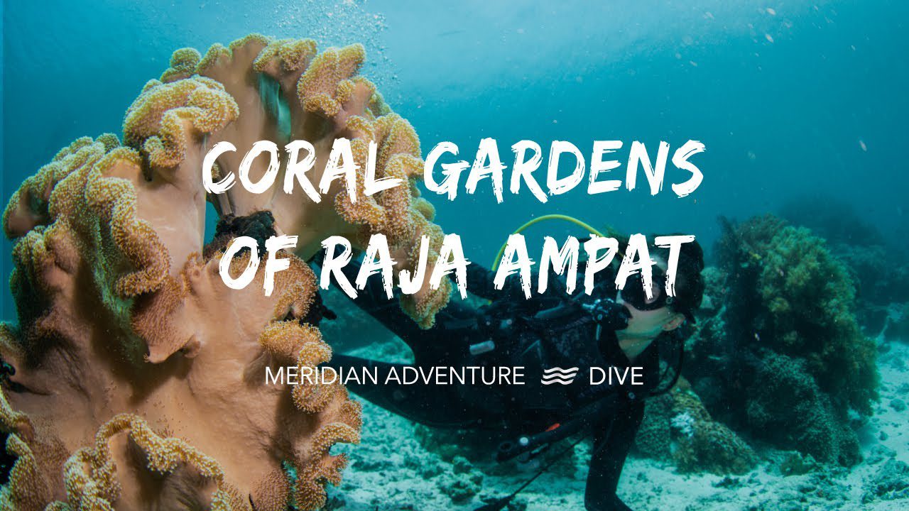 The Stunning Coral Gardens of Raja Ampat