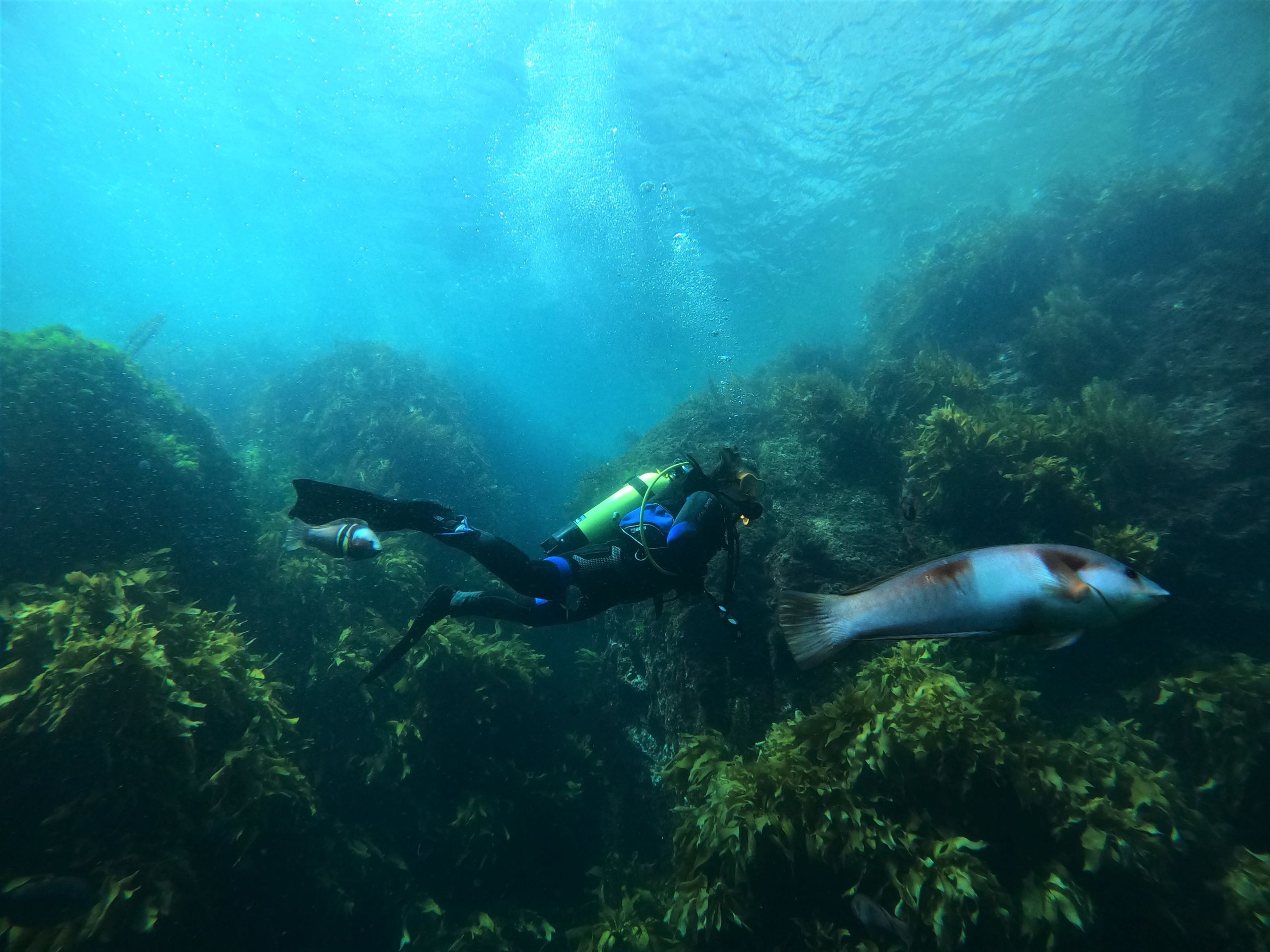 Scuba Diving the Eastern Coromandel