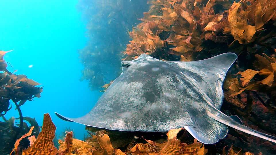 Scuba Diving the Eastern Coromandel