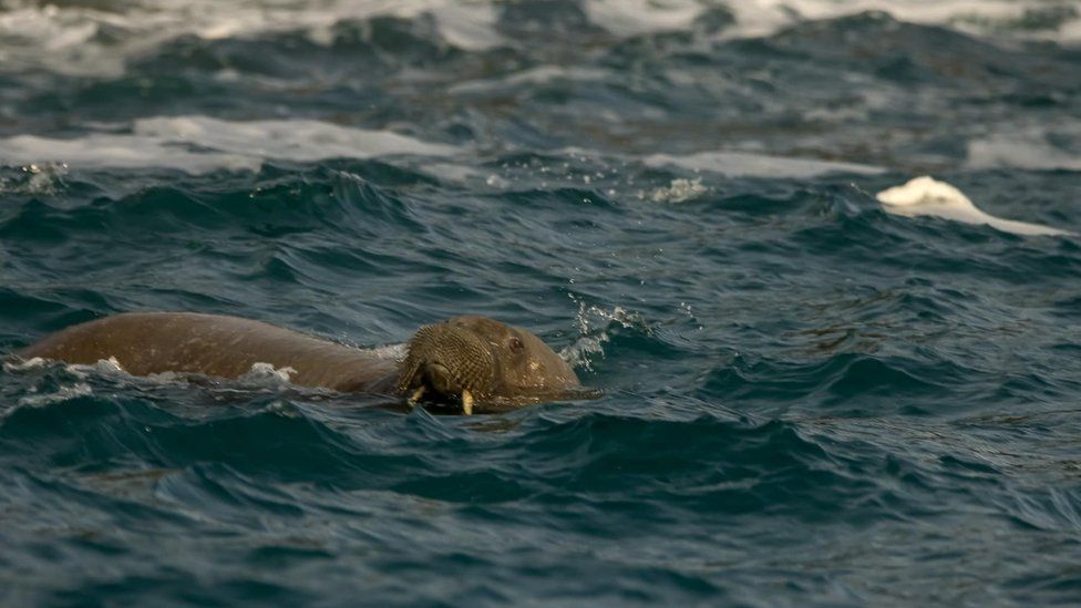 Wally the walrus seen off Cornwall 1 walrus