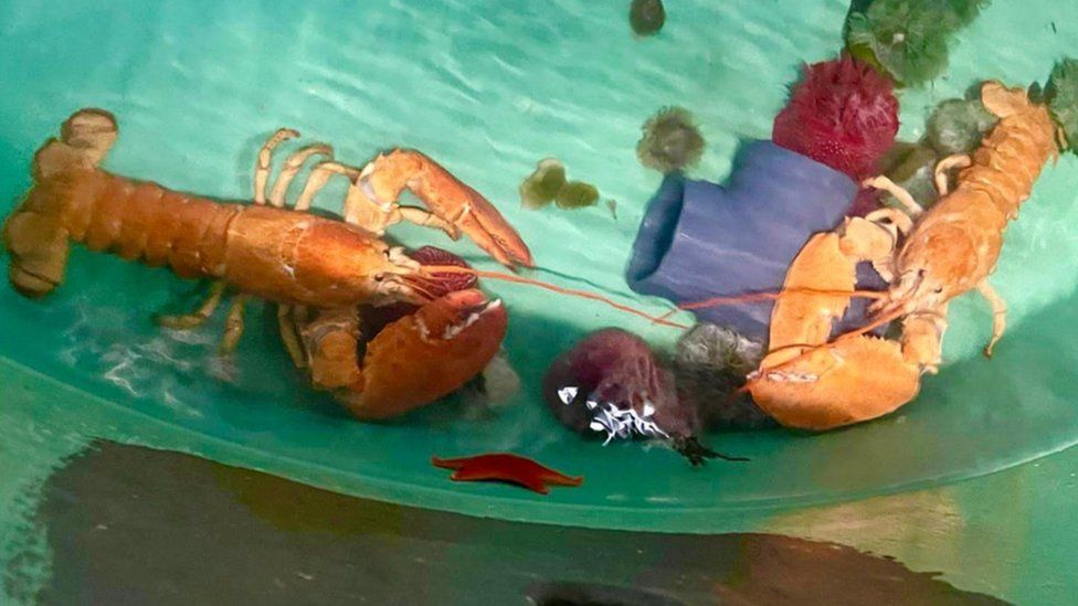 Ultra-rare orange lobster avoid the pot 1 orange lobster