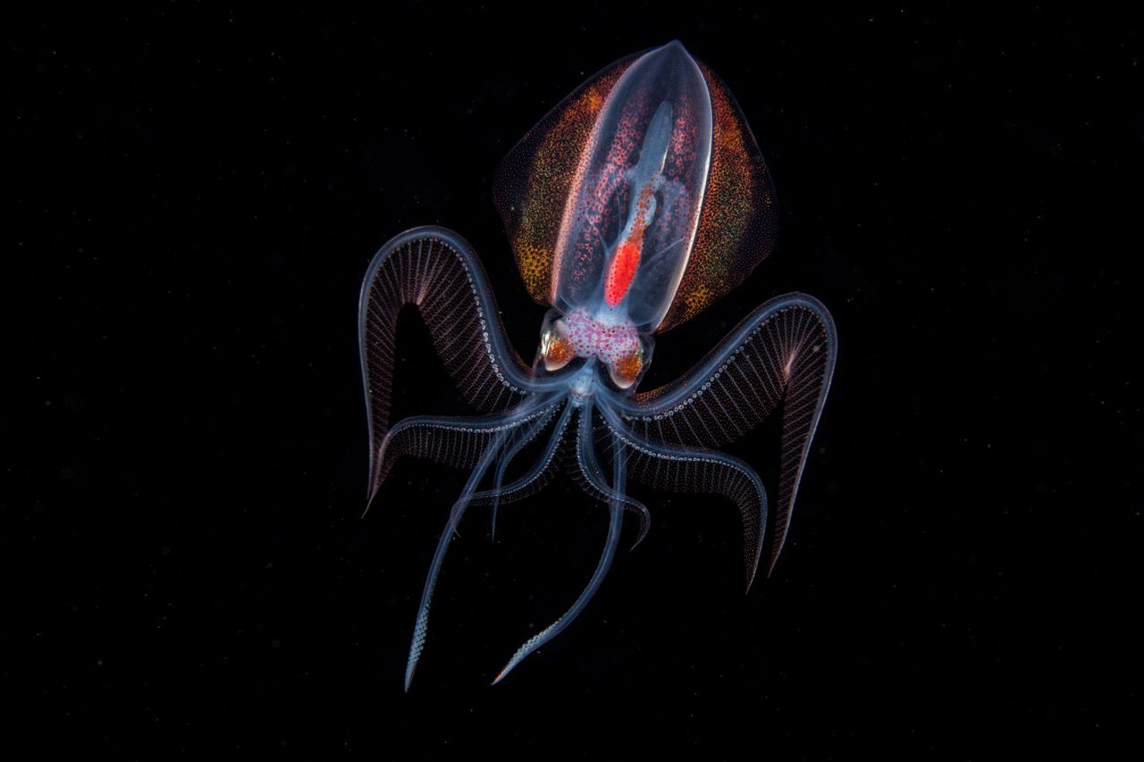 Diamond squid
