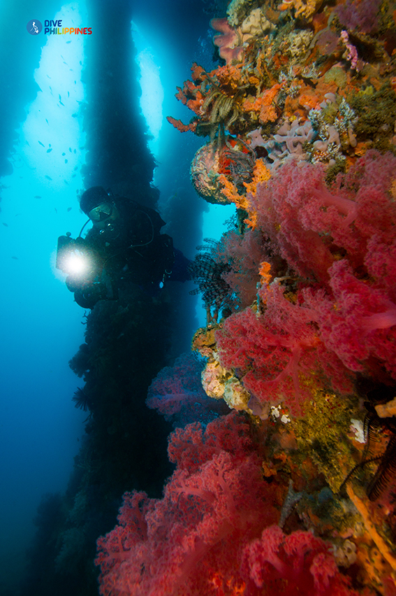 5 Philippine Dive Spots That Are Now Open 5 5 Philippine Dive Spots That Are Now Open