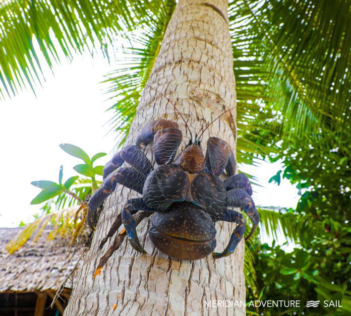 Endangered Coconut Crabs of Raja Ampat