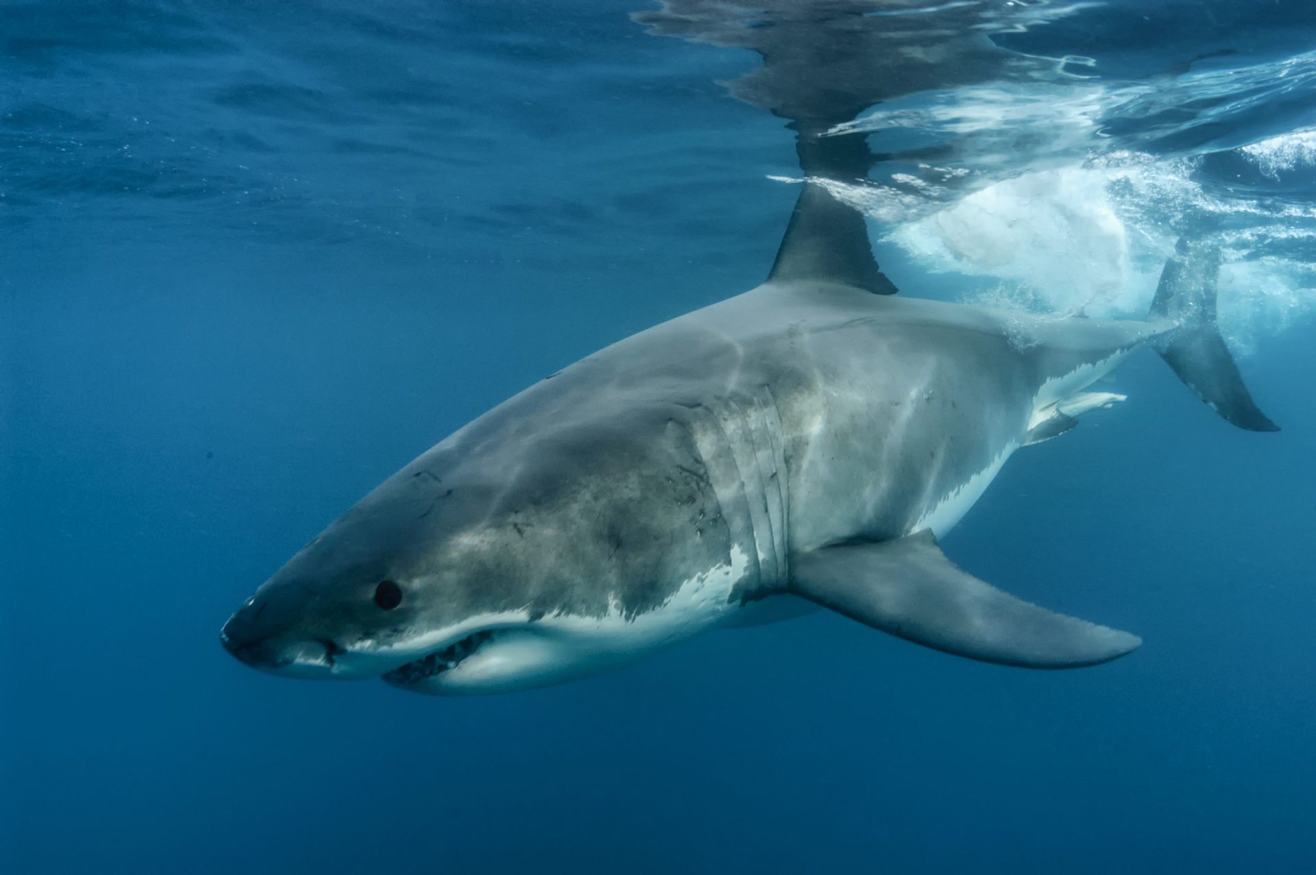 10 Amazing Underwater Documentaries 1 Great White Shark patrols near the cage. Photo Credit: Don Silcock