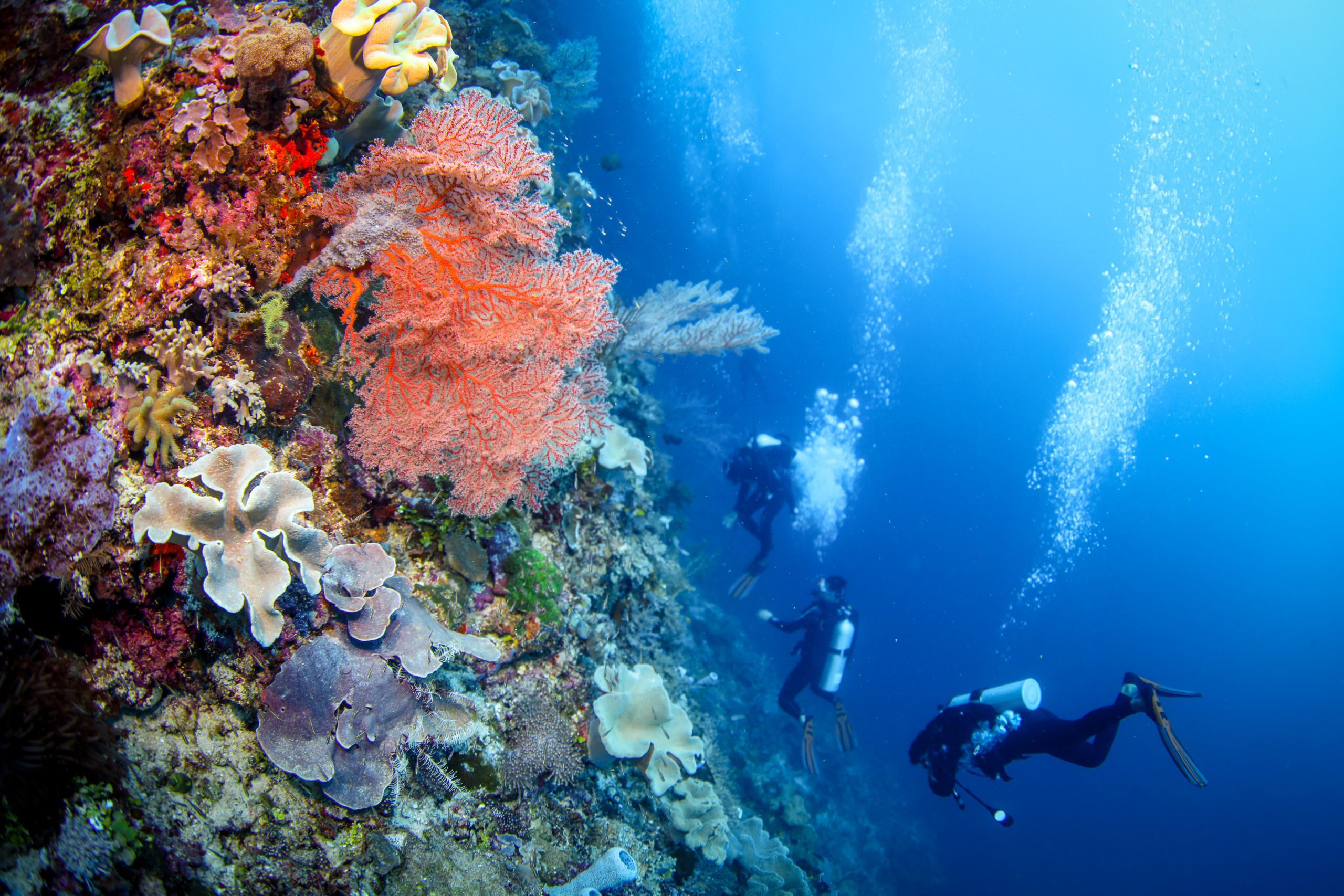 Currents of Raja Ampat