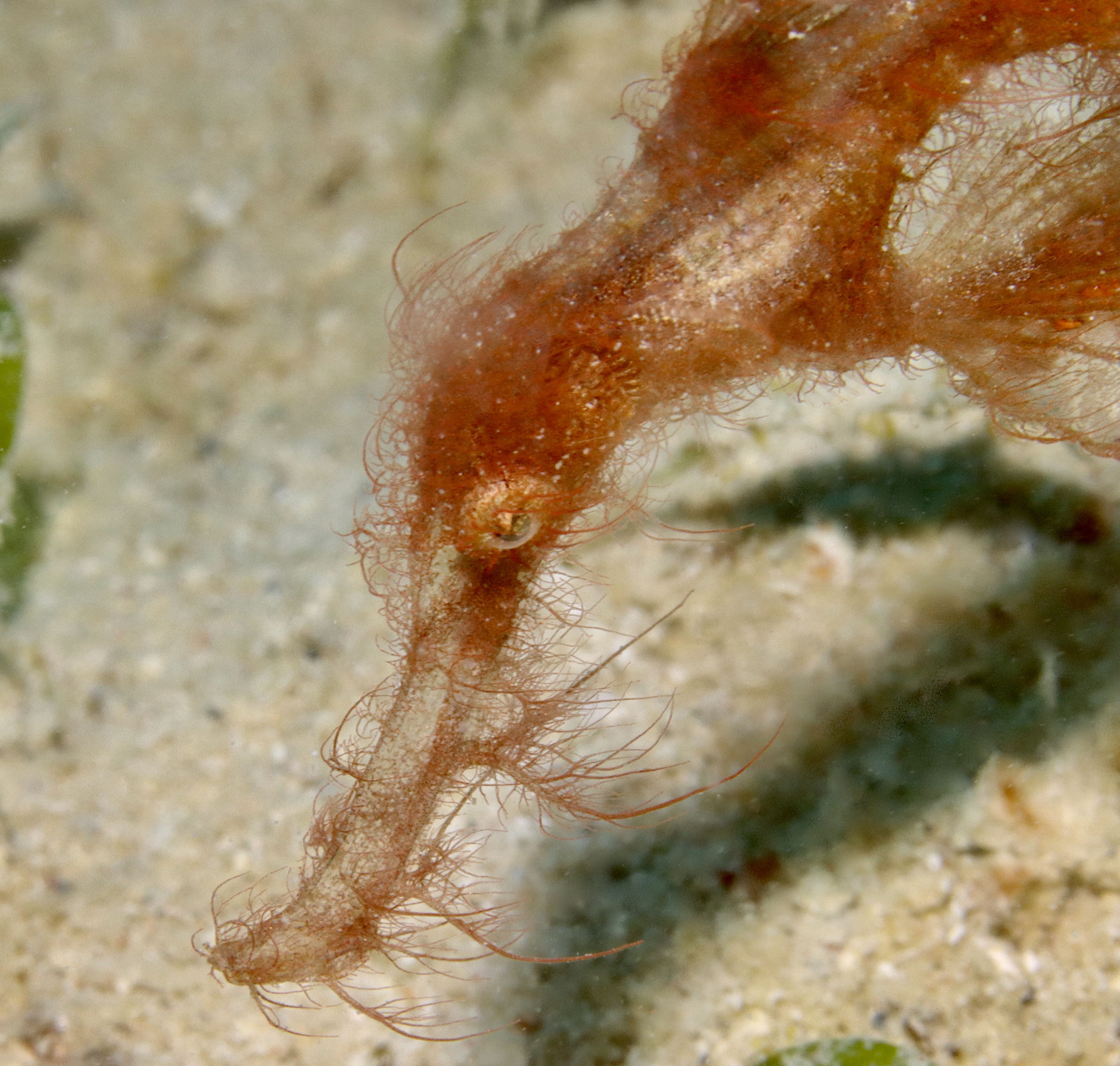 The Elusive Hairy Ghost Pipefish