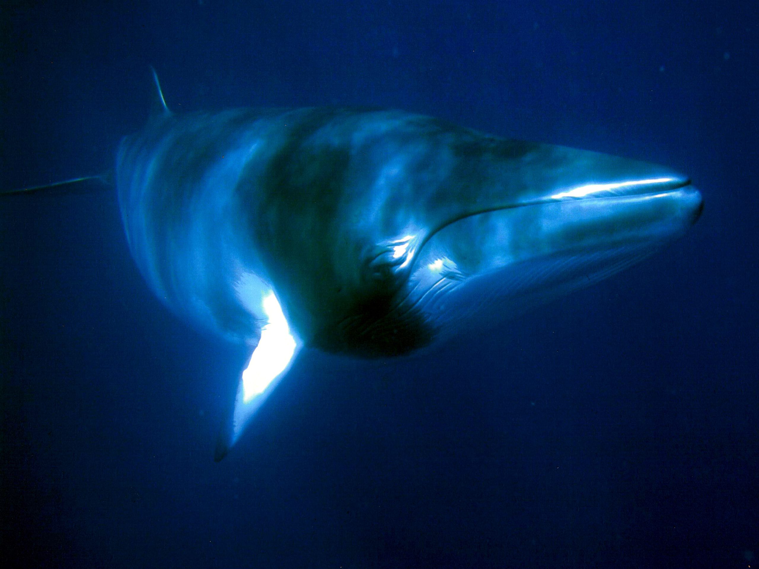 Minke Whale Magic