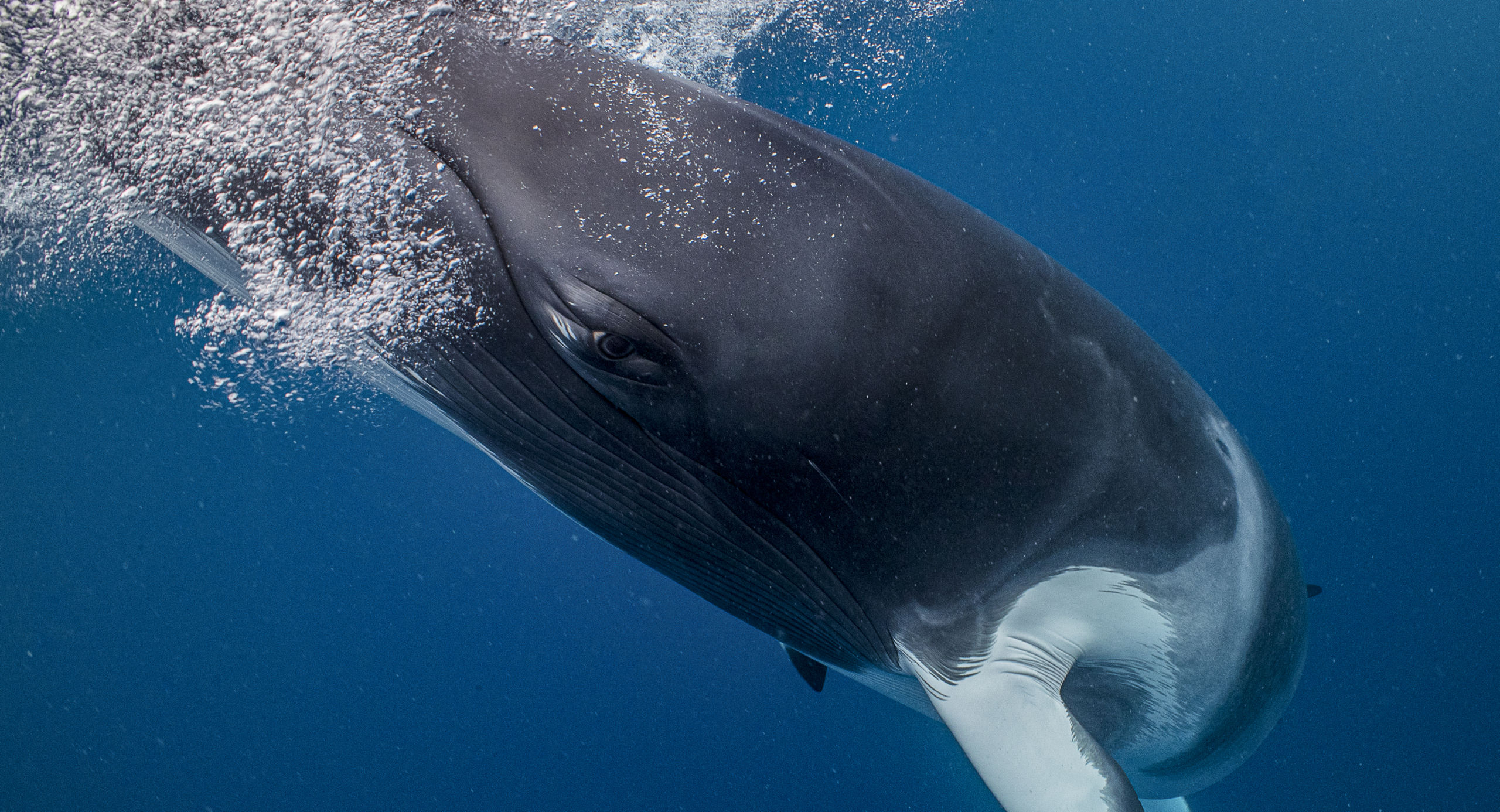 Minke Whale Magic