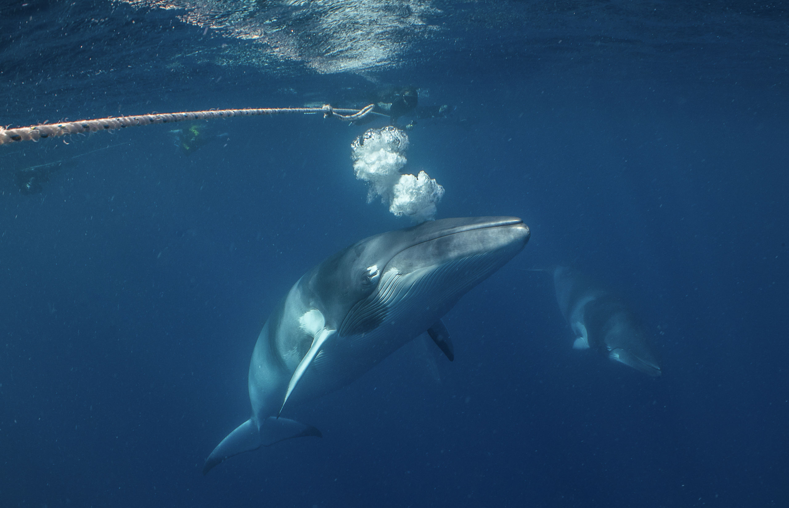 Minke Whale Magic 2 Minke Whale Magic