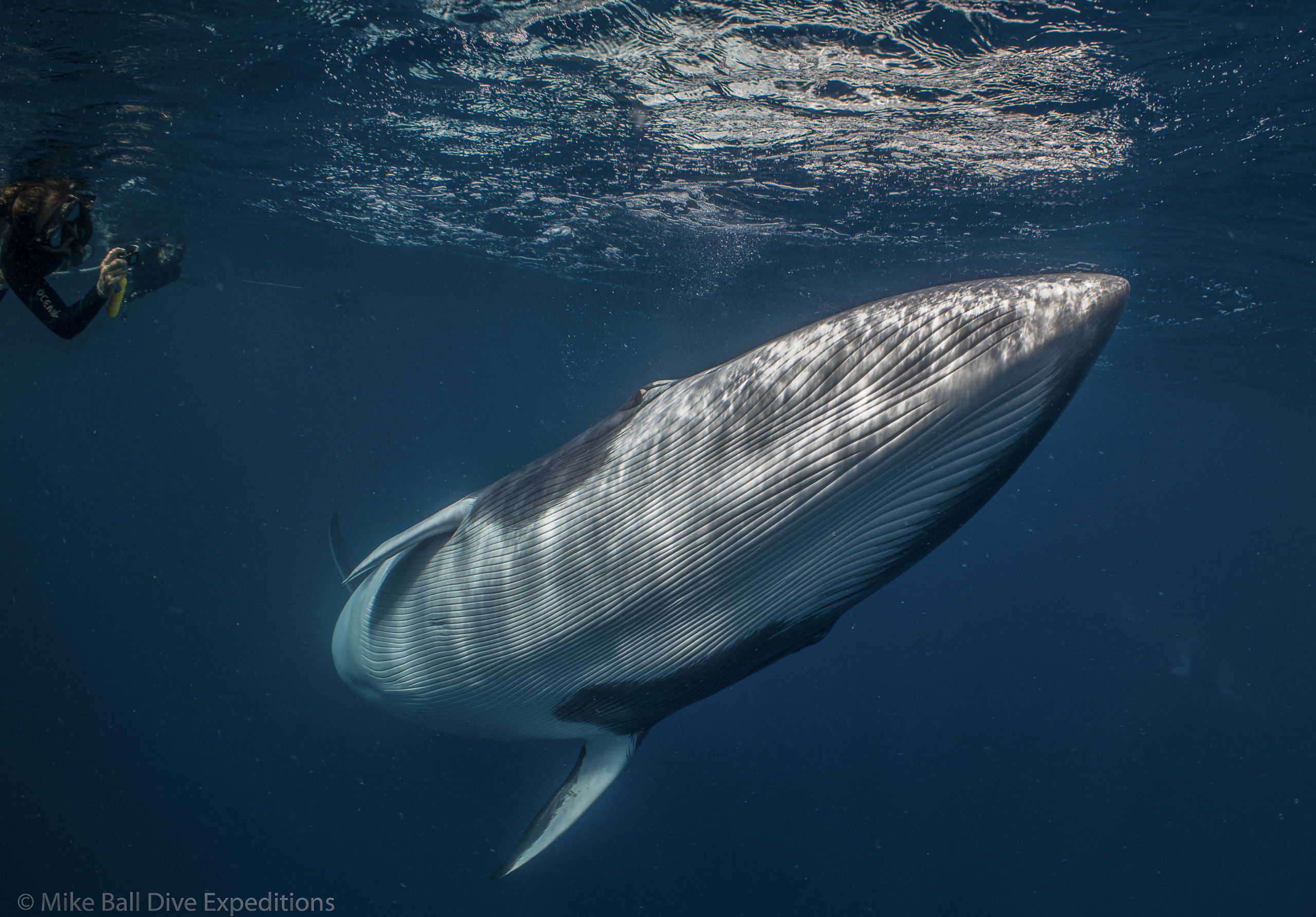 Minke Whale Magic on the Great Barrier Reef