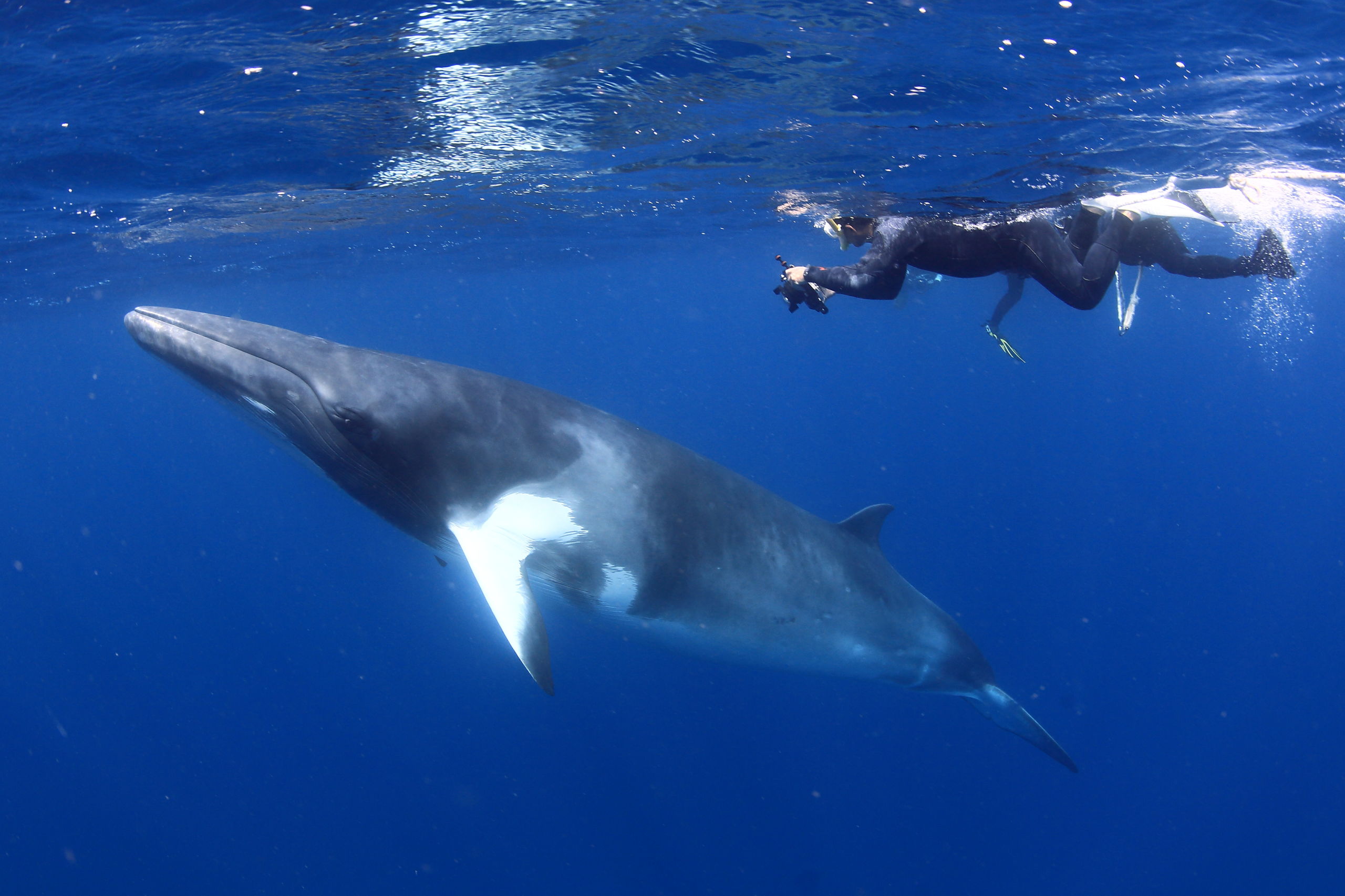 Minke Whale Magic