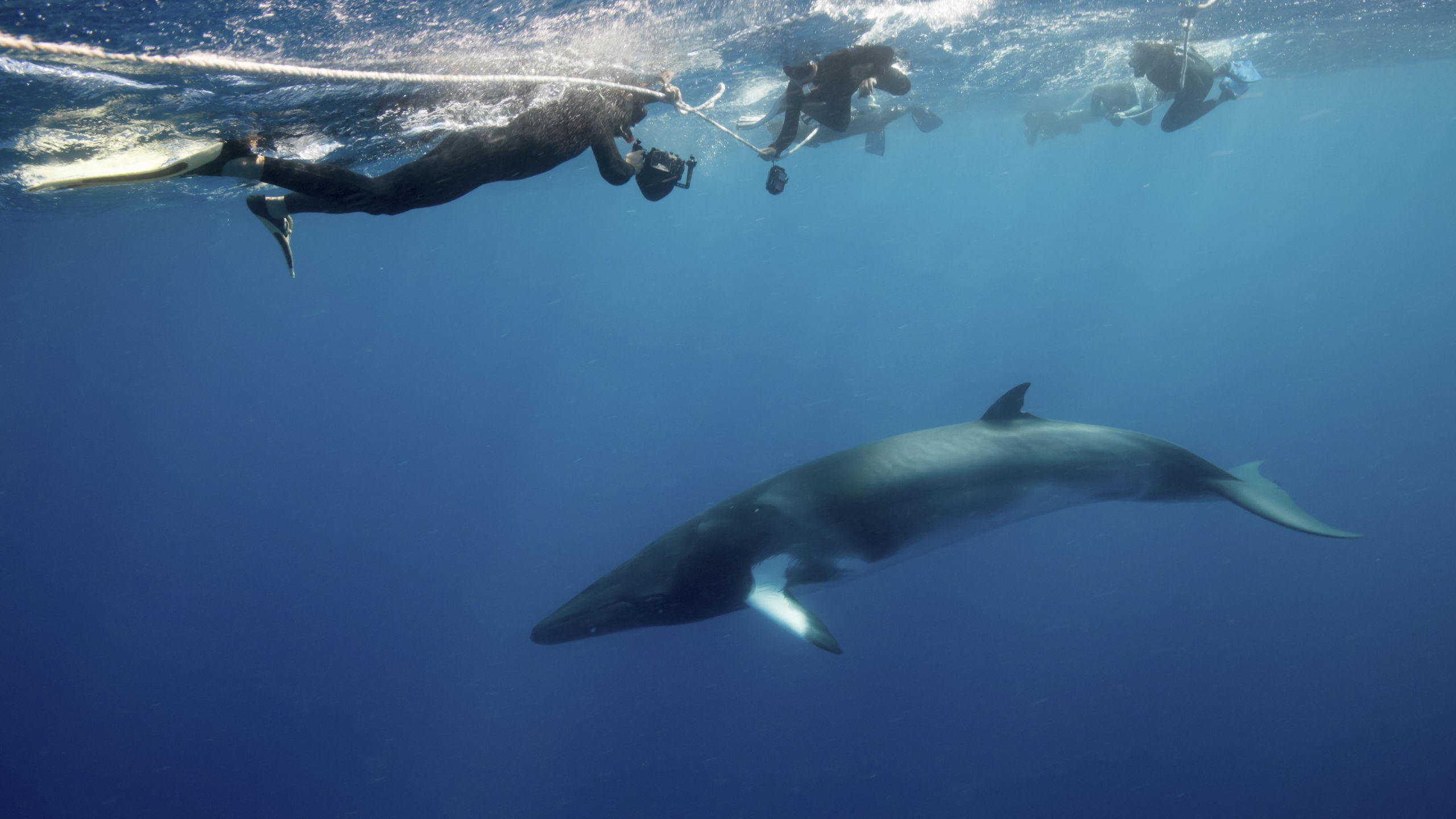 Minke Whale Magic