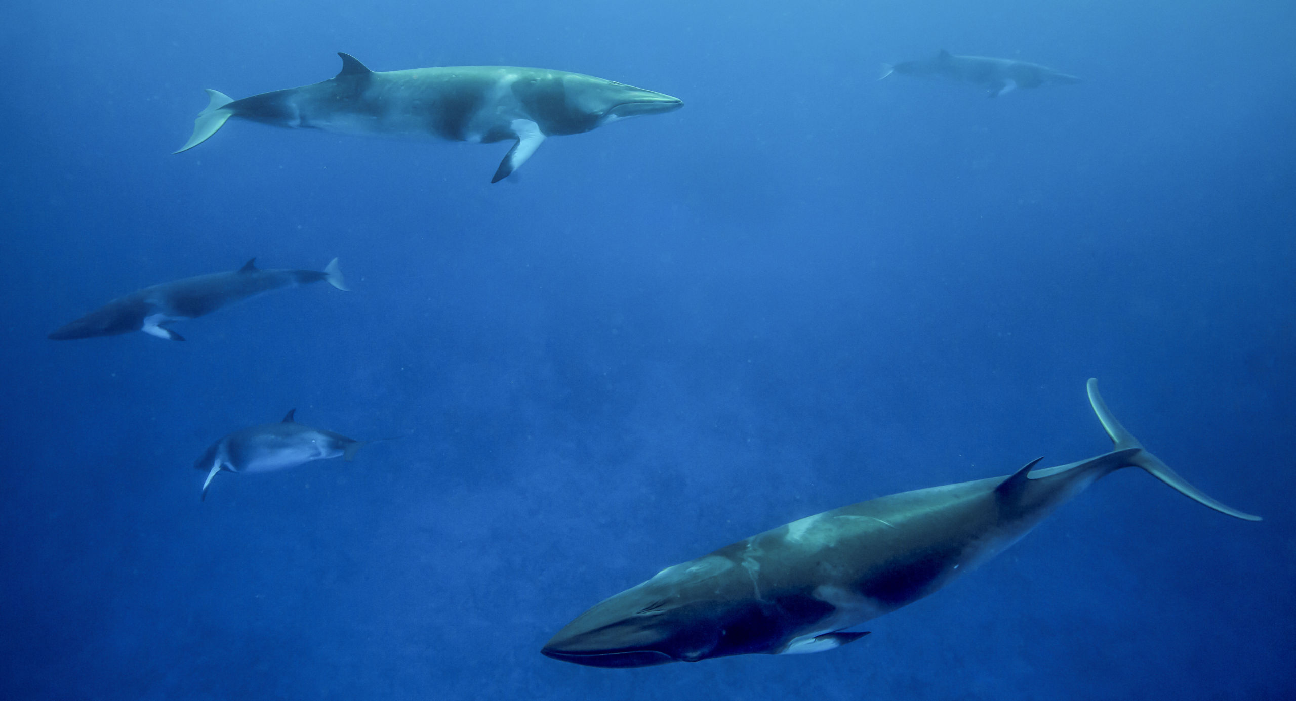 Minke Whale Magic