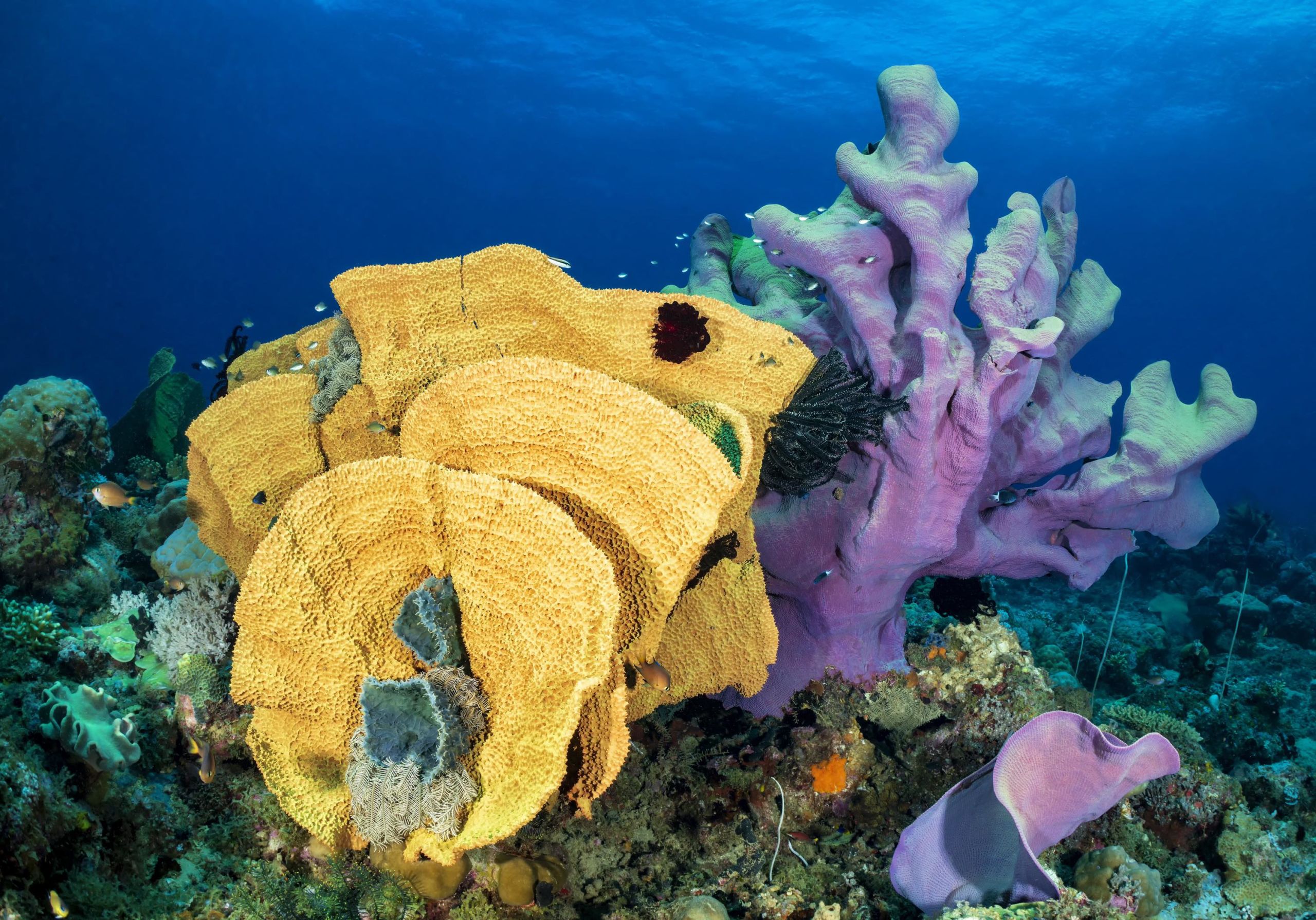 Breathtaking New Britain - Scuba Diving PNG