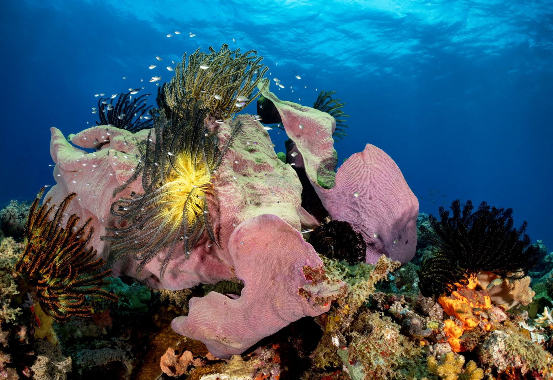 Breathtaking New Britain – Scuba Diving PNG