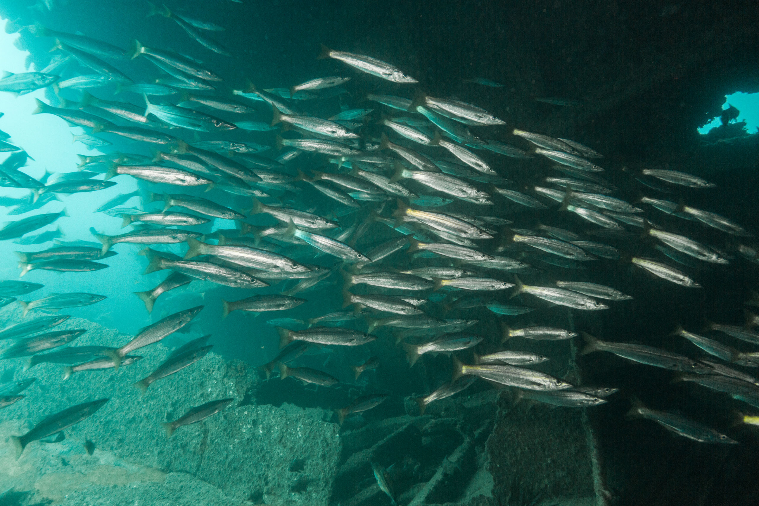 Diving The Wreck of the George Kermode with Redboats