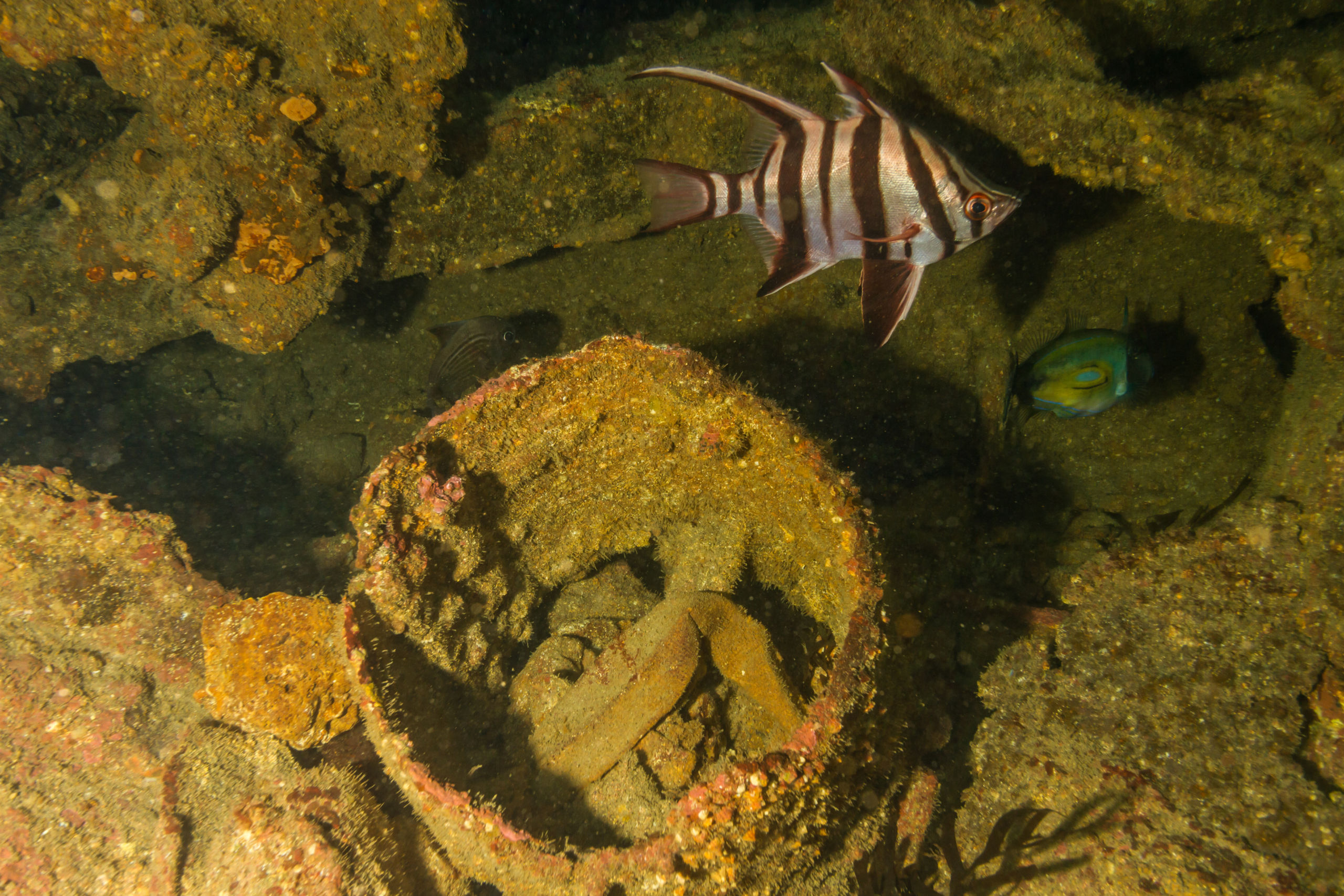 Diving The Wreck of the George Kermode with Redboats