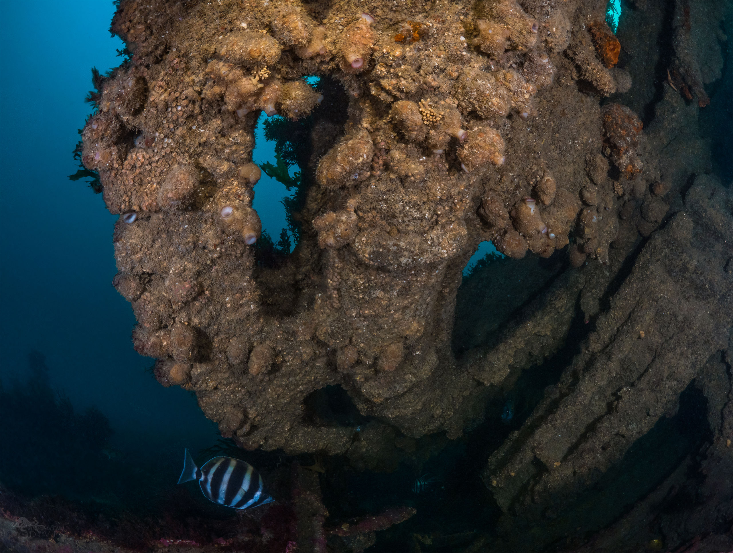 Diving The Wreck of the George Kermode with Redboats