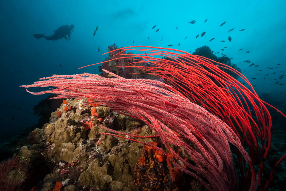 Scuba Diving - The Stunning Reefs of Fiji