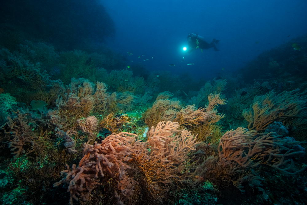Scuba Diving - The Stunning Reefs of Fiji