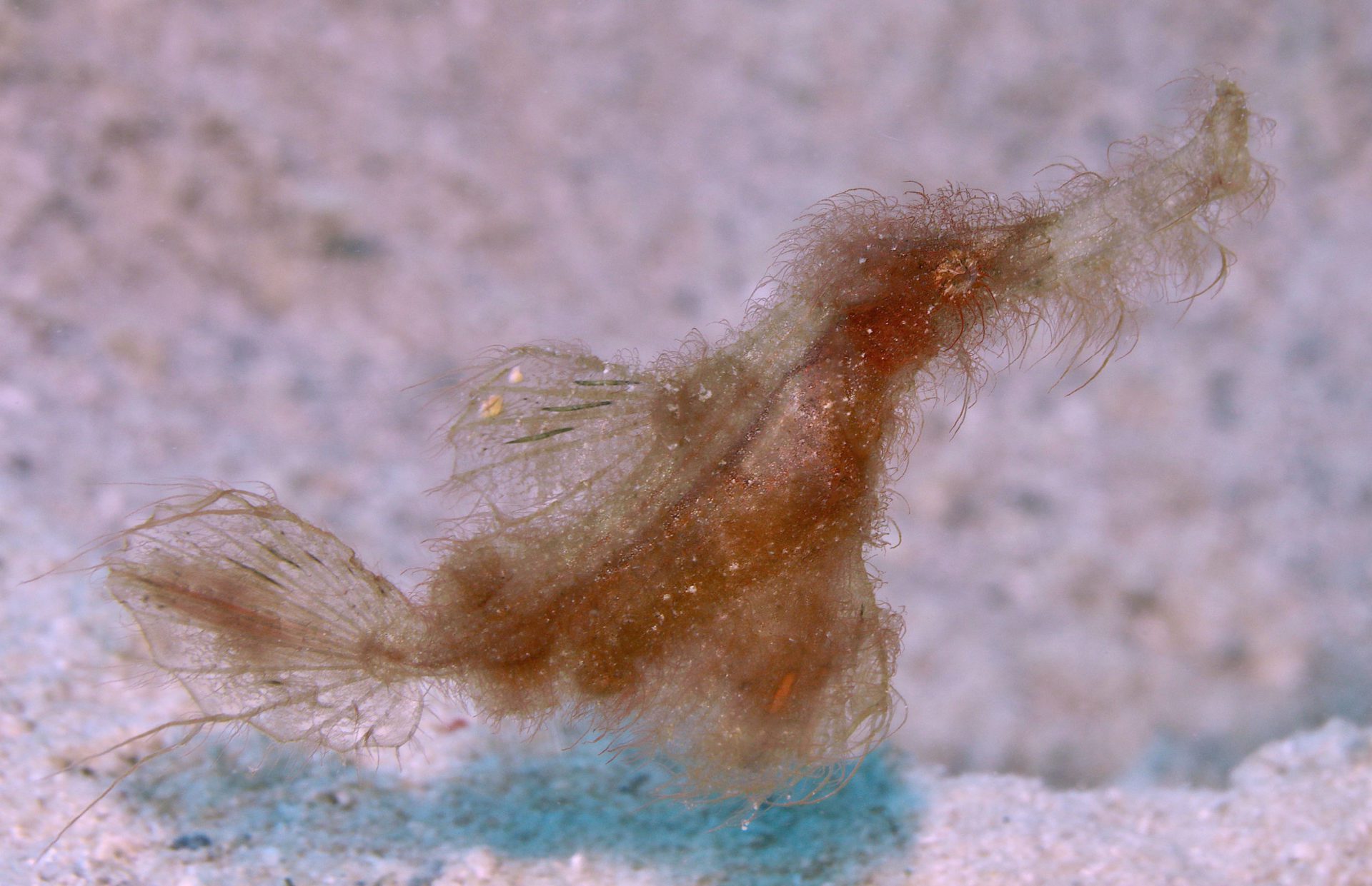 The Elusive Hairy Ghost Pipefish