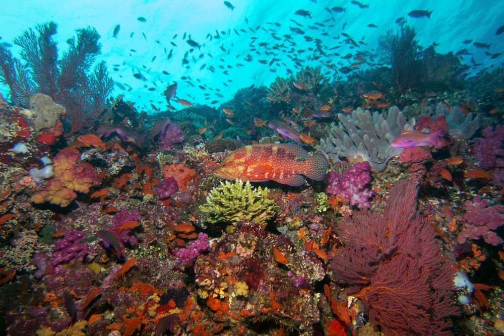Scuba Diving - The Stunning Reefs of Fiji
